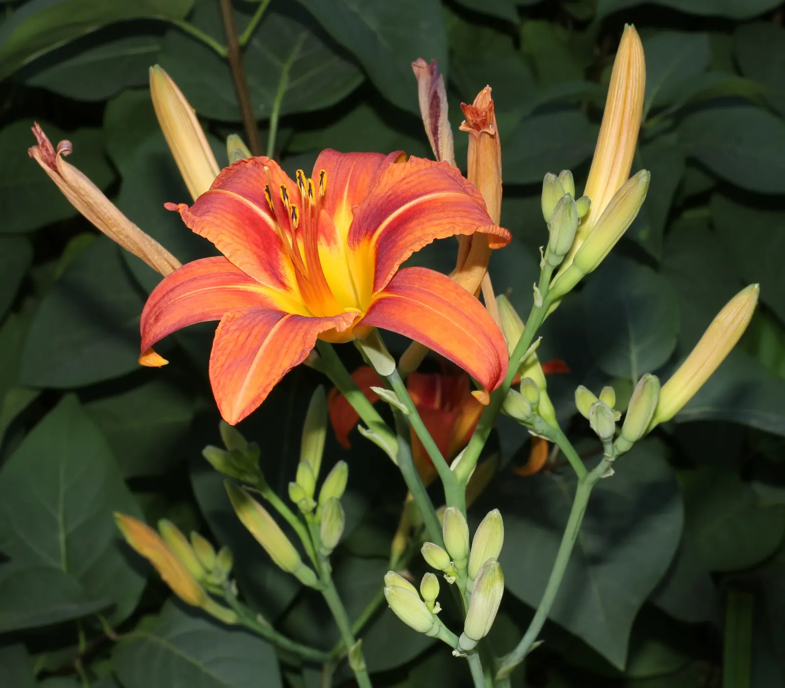 Daylily Hybrids (Hemerocallis Hybrids) — Plant them around 18 to 24 inches apart to ensure room for growth and air circulation; <br><br>Daylilies typically