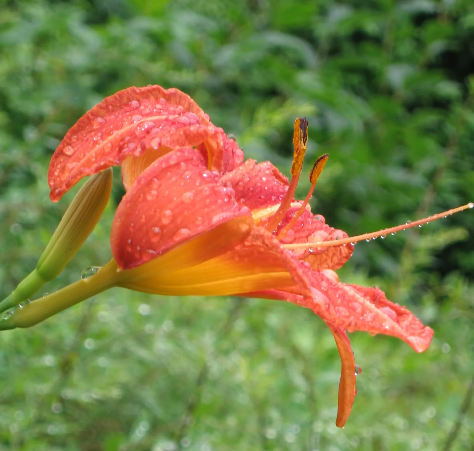 Daylily Hybrids (Hemerocallis Hybrids) — with countless patterns and bicolor options; daylily hybrids, Hemerocallis sp., are perennial favorites for their