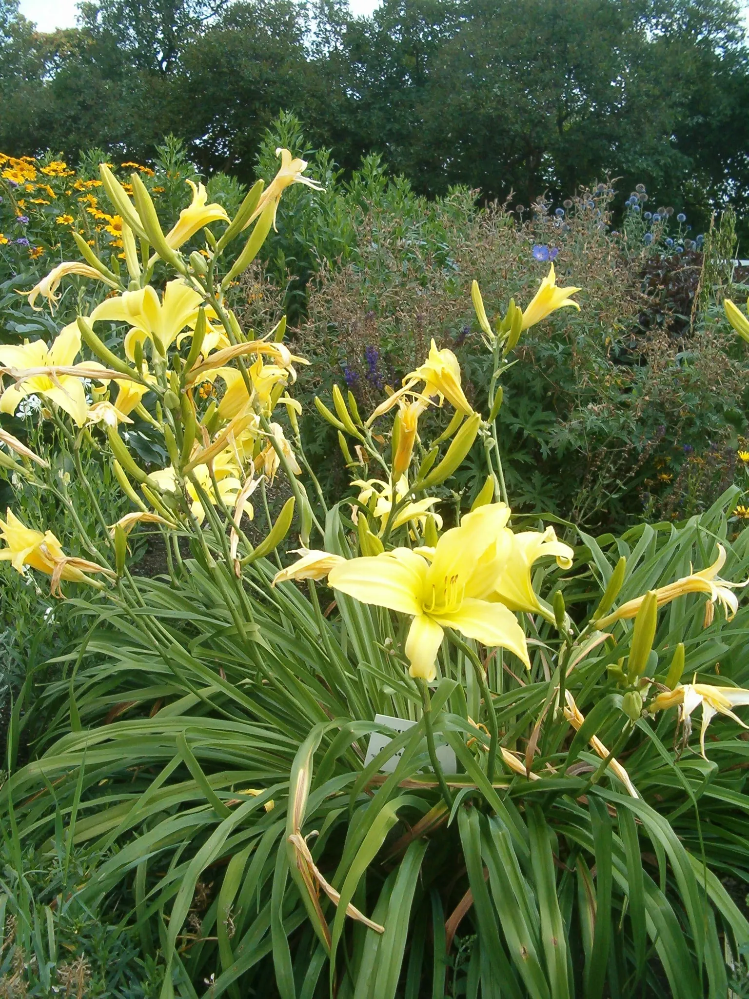 Daylily Hybrids (Hemerocallis Hybrids) — with countless patterns and bicolor options