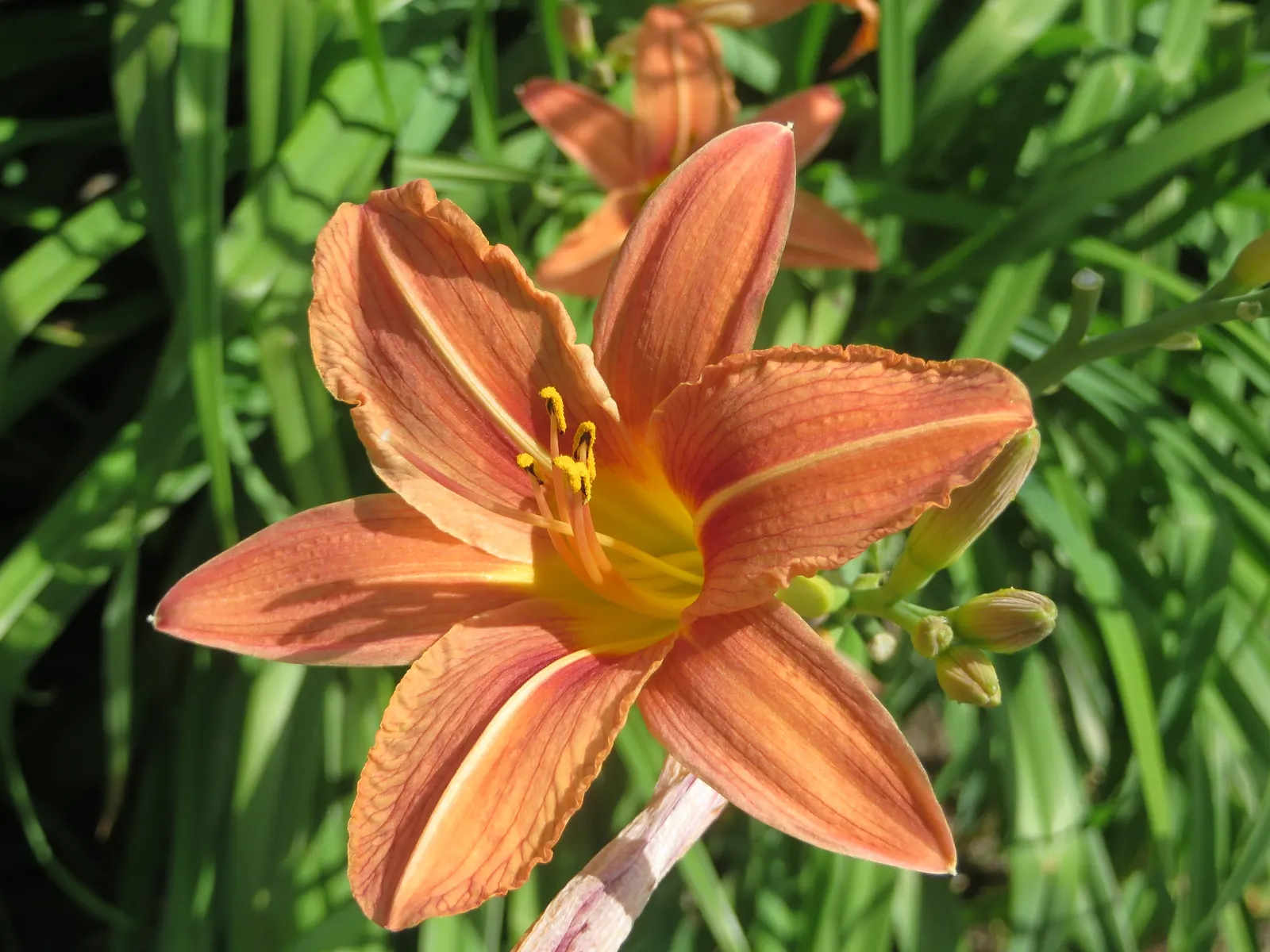Daylily Hybrids (Hemerocallis Hybrids) — They are hardy in USDA Zones 3 to 9, demonstrating a high level of adaptability to various climates; perennial for