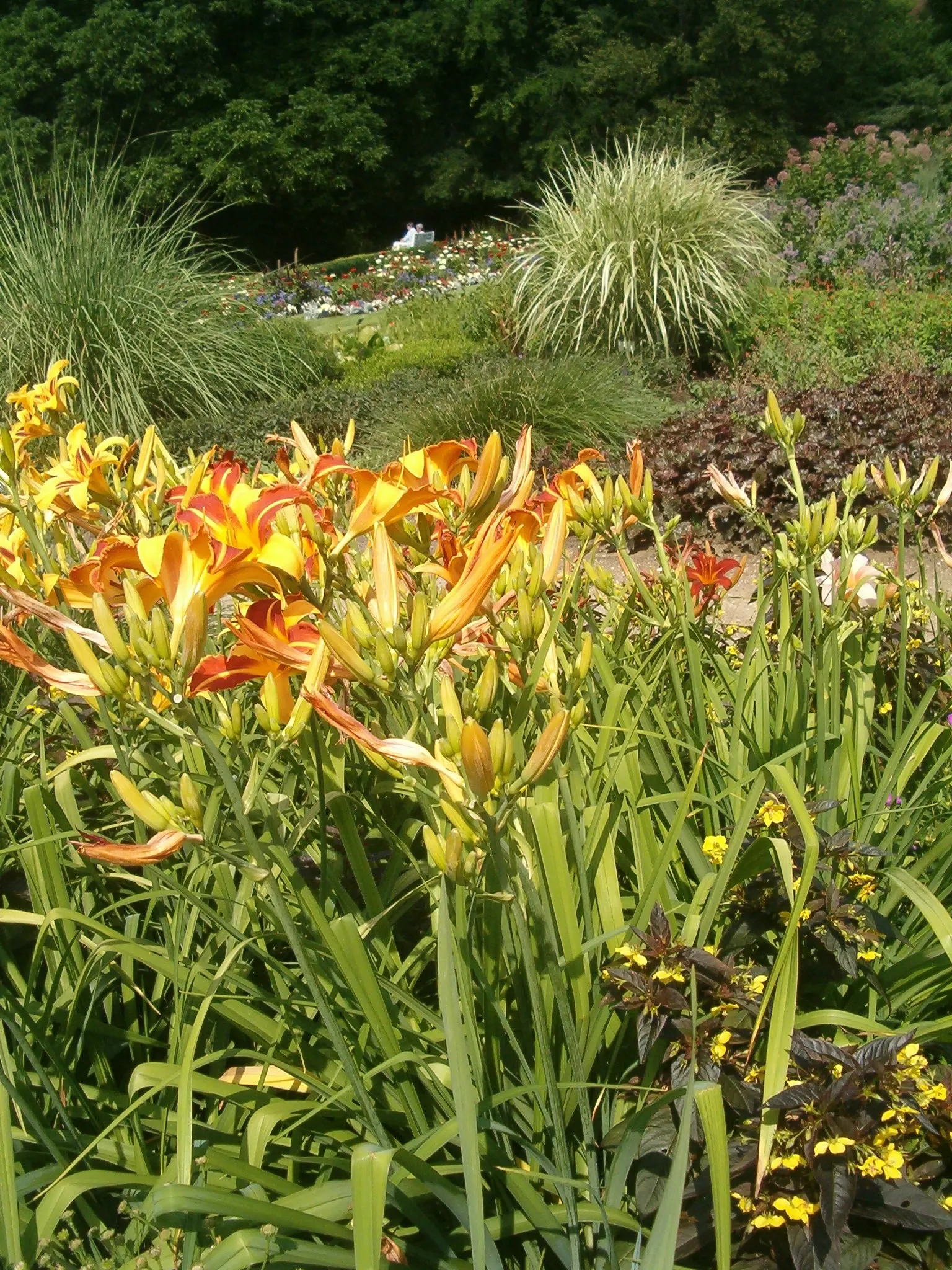 Daylily Hybrids (Hemerocallis Hybrids) — With a plethora of colors and forms, they grow 1-4 feet tall and can spread 18-24 inches wide