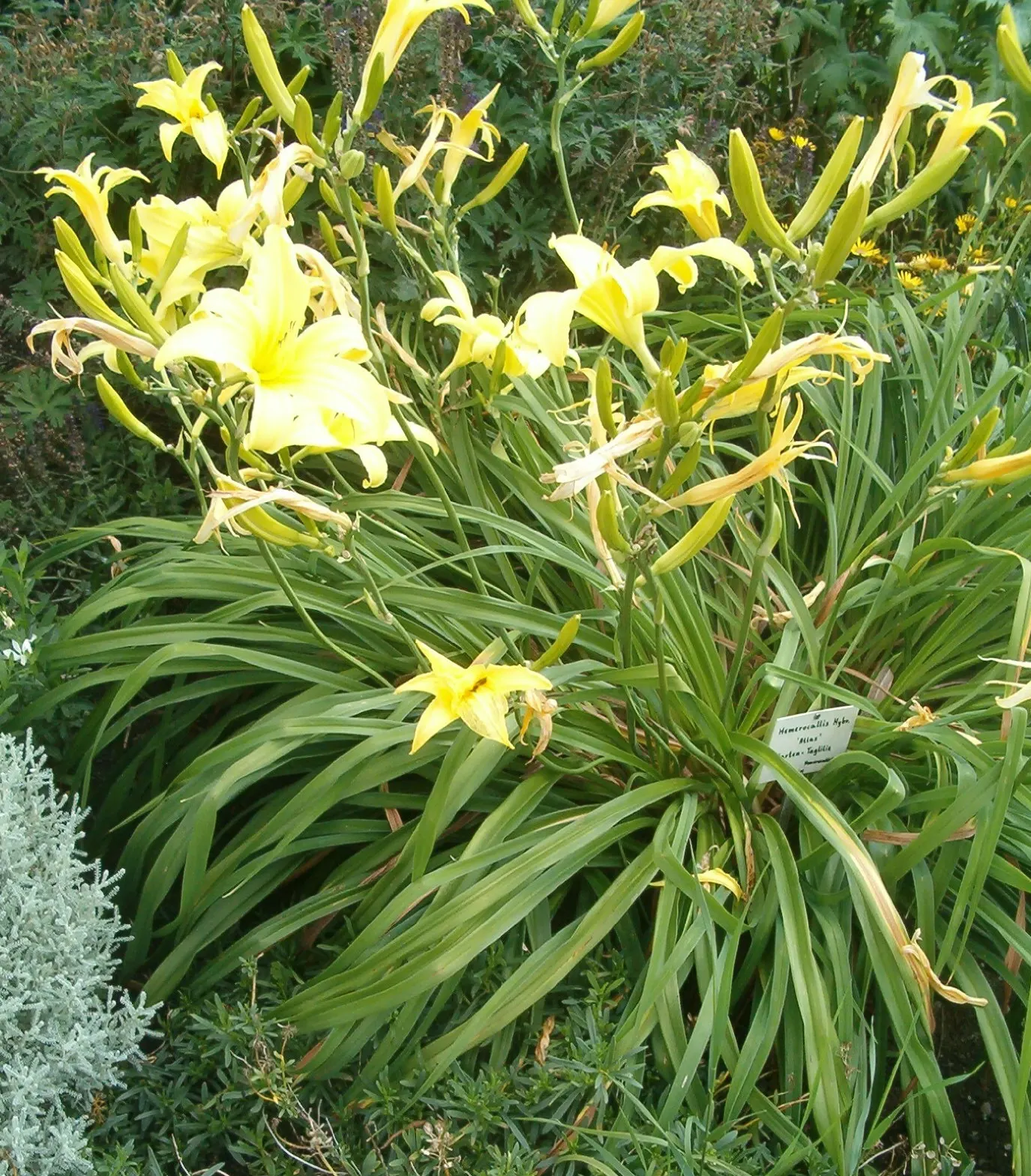 Daylily Hybrids (Hemerocallis Hybrids) — ensures ongoing color thanks to an abundant succession of flowers