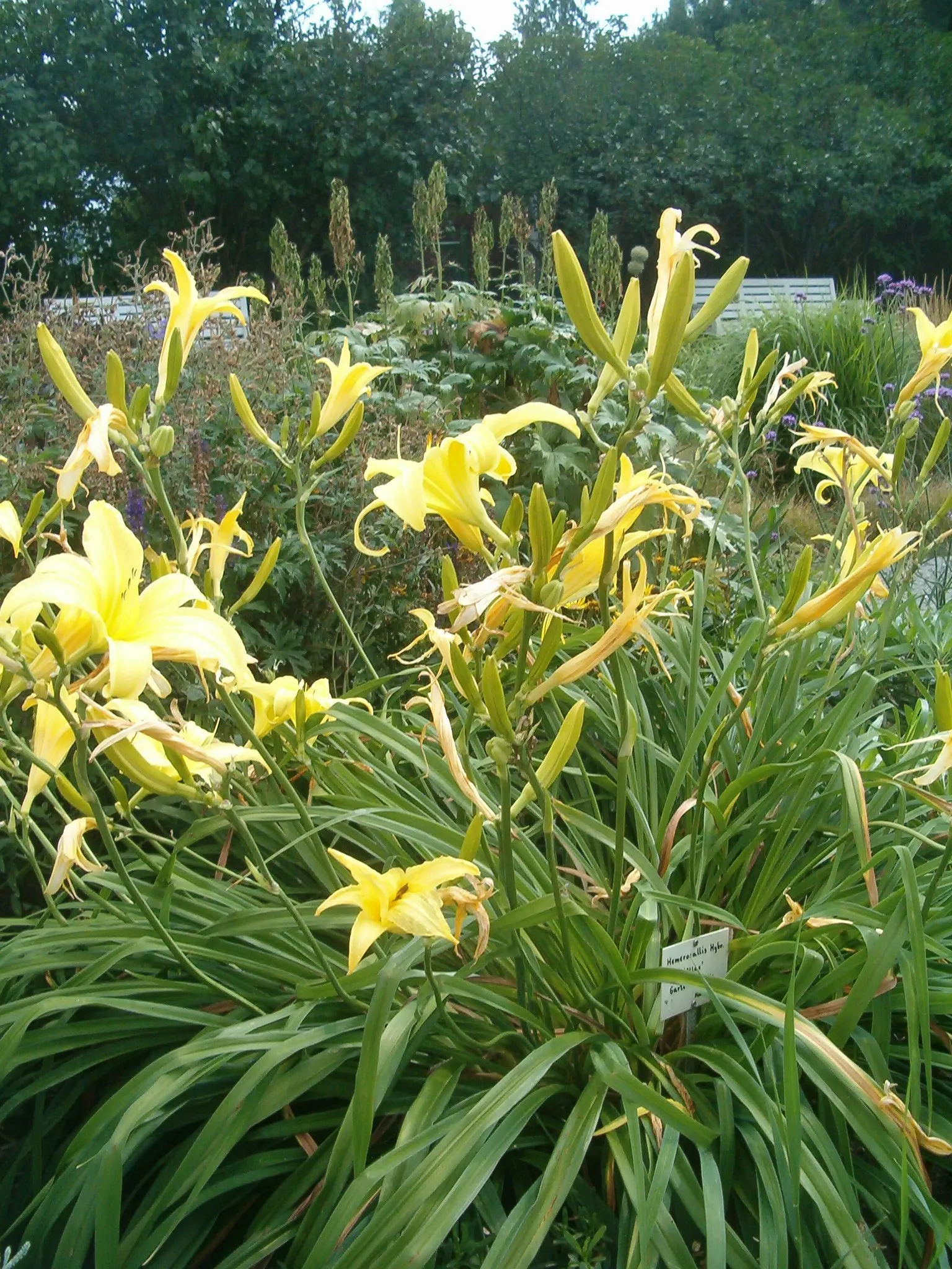 Daylily Hybrids (Hemerocallis Hybrids) — strap-like leaves provide textural contrast