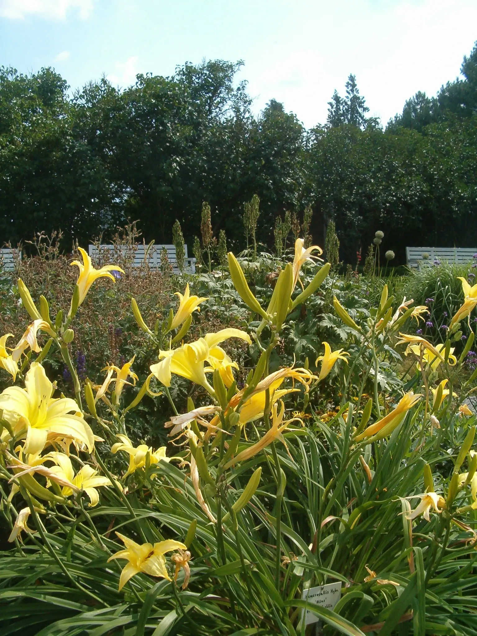 Daylily Hybrids (Hemerocallis Hybrids) — which minimizes the risk of foliar diseases