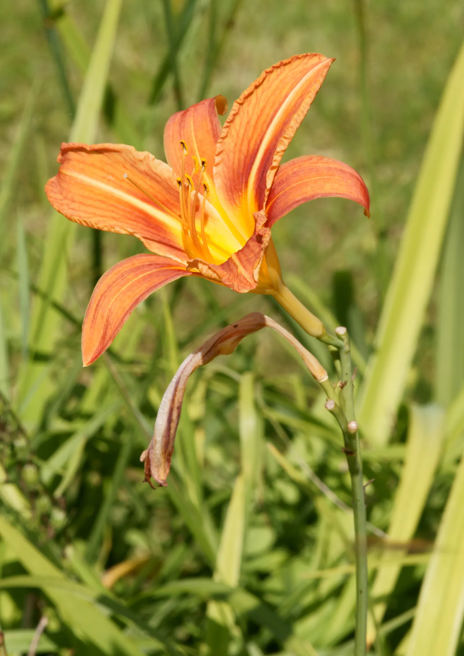 Daylily Hybrids (Hemerocallis Hybrids) — ensures ongoing color thanks to an abundant succession of flowers; although each flower lasts only one day