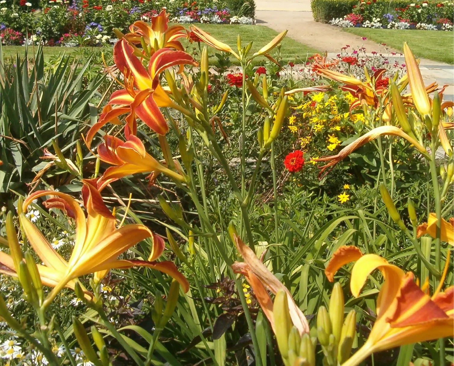 Daylily Hybrids (Hemerocallis Hybrids) — and late-flowering cultivars