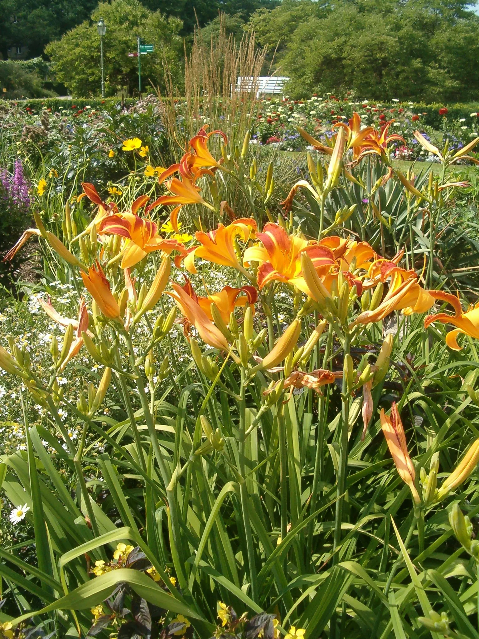 Daylily Hybrids (Hemerocallis Hybrids) — Blooms last a day but are quickly replaced; repeat bloomer that can provide continuous bloom with proper selection of