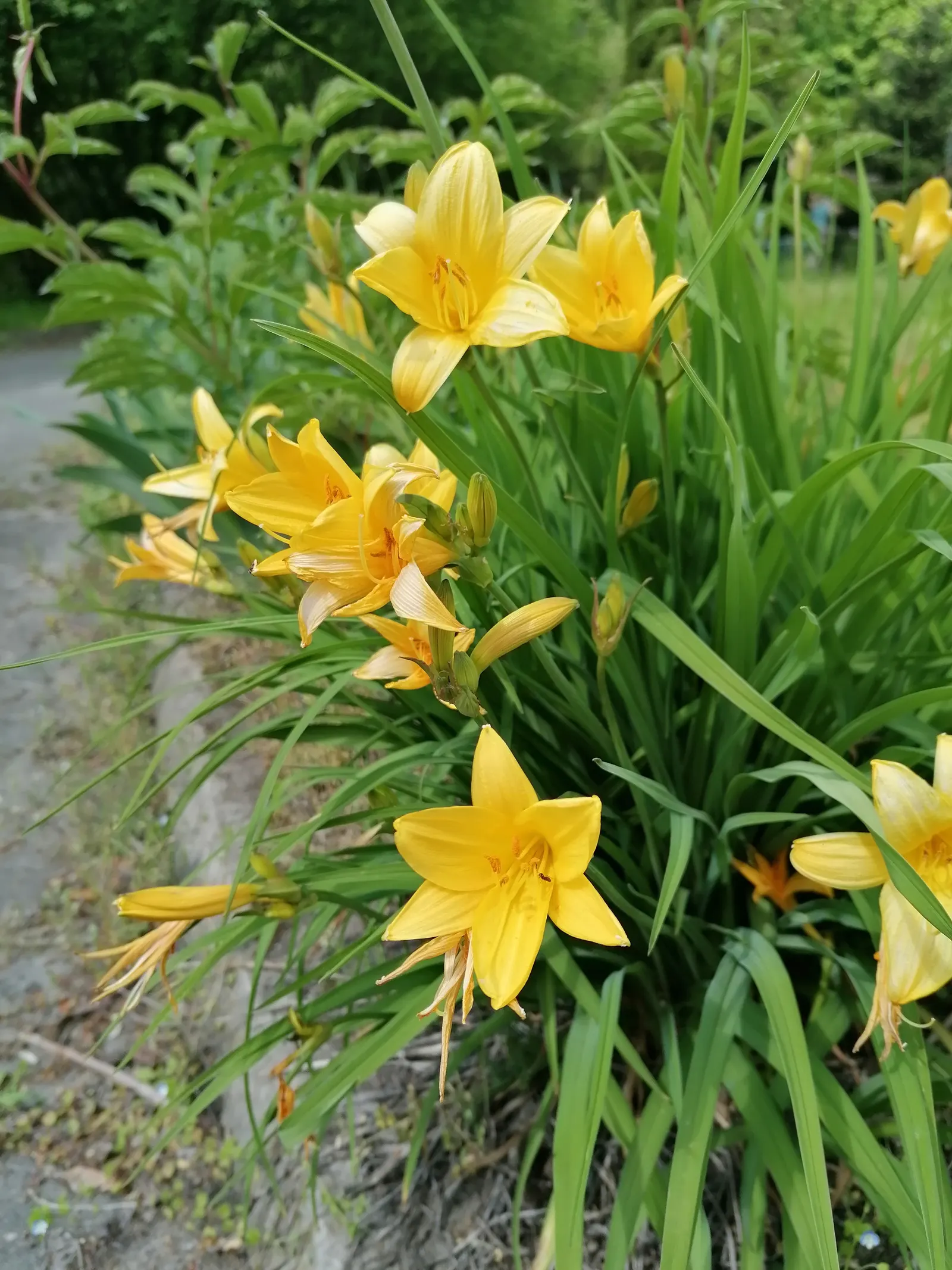 Daylily Hybrids (Hemerocallis Hybrids) — Thriving in USDA zones 3-9, they flourish in full sun to partial shade