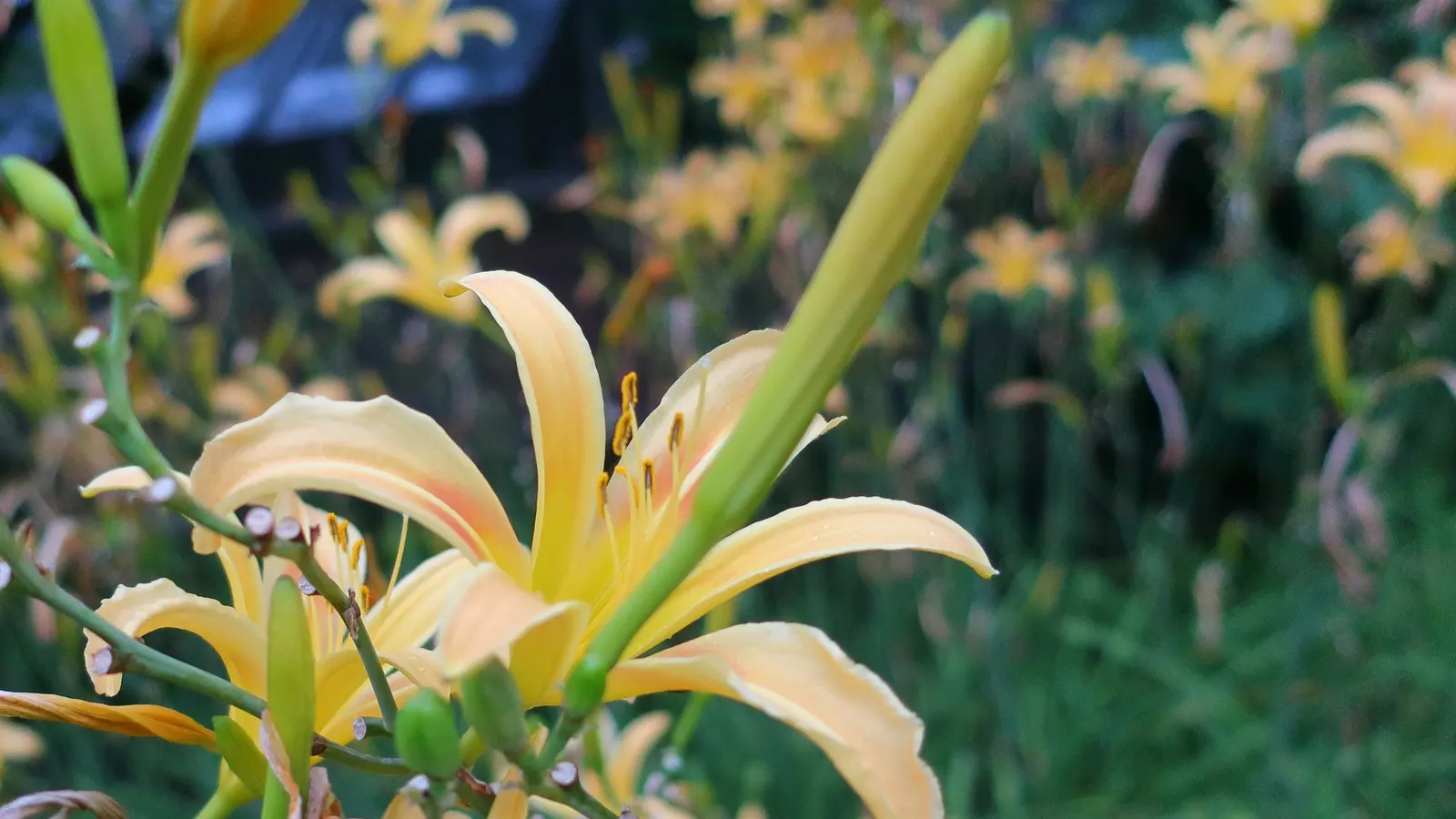 Daylily Hybrids (Hemerocallis Hybrids) — perennial for full or half
