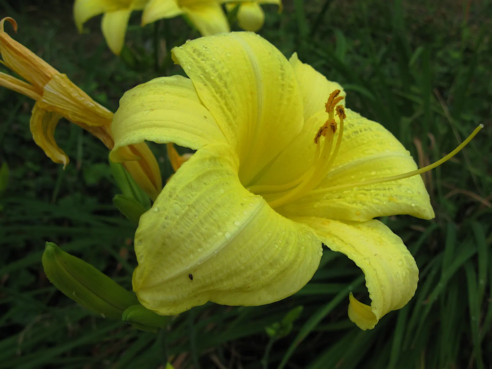 Daylily Hybrids (Hemerocallis Hybrids) — the Daylily is a reliable; which minimizes the risk of foliar diseases