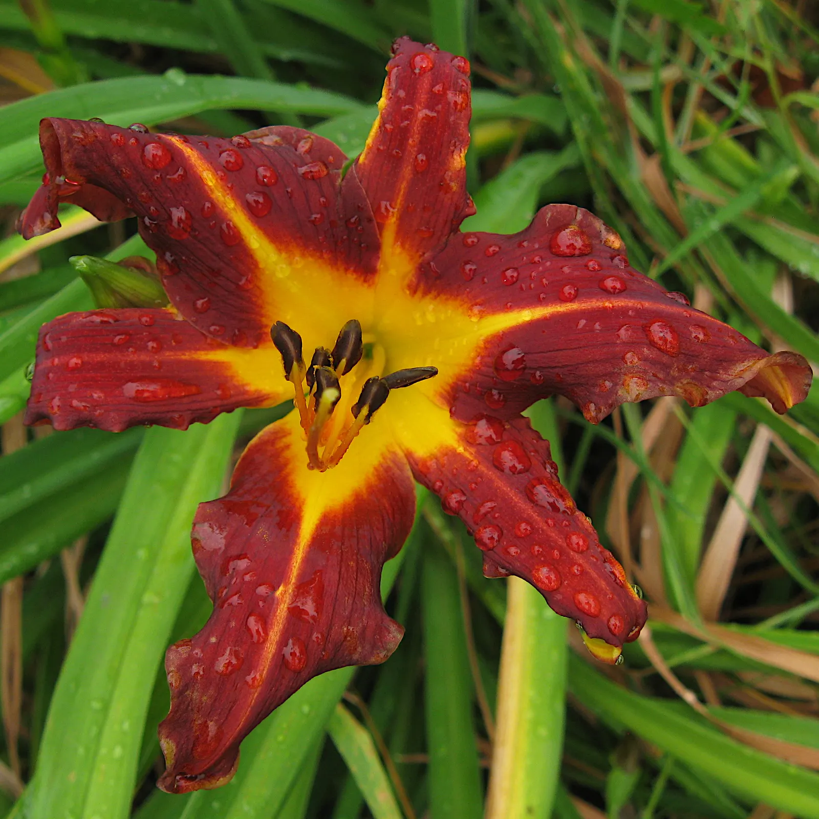 Daylily Hybrids (Hemerocallis Hybrids) — Thriving in USDA zones 3-9, they flourish in full sun to partial shade; these hybrids can add a spectrum of colors to