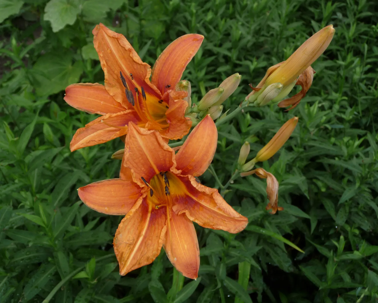 Daylily Hybrids (Hemerocallis Hybrids) — repeat bloomer that can provide continuous bloom with proper selection of early