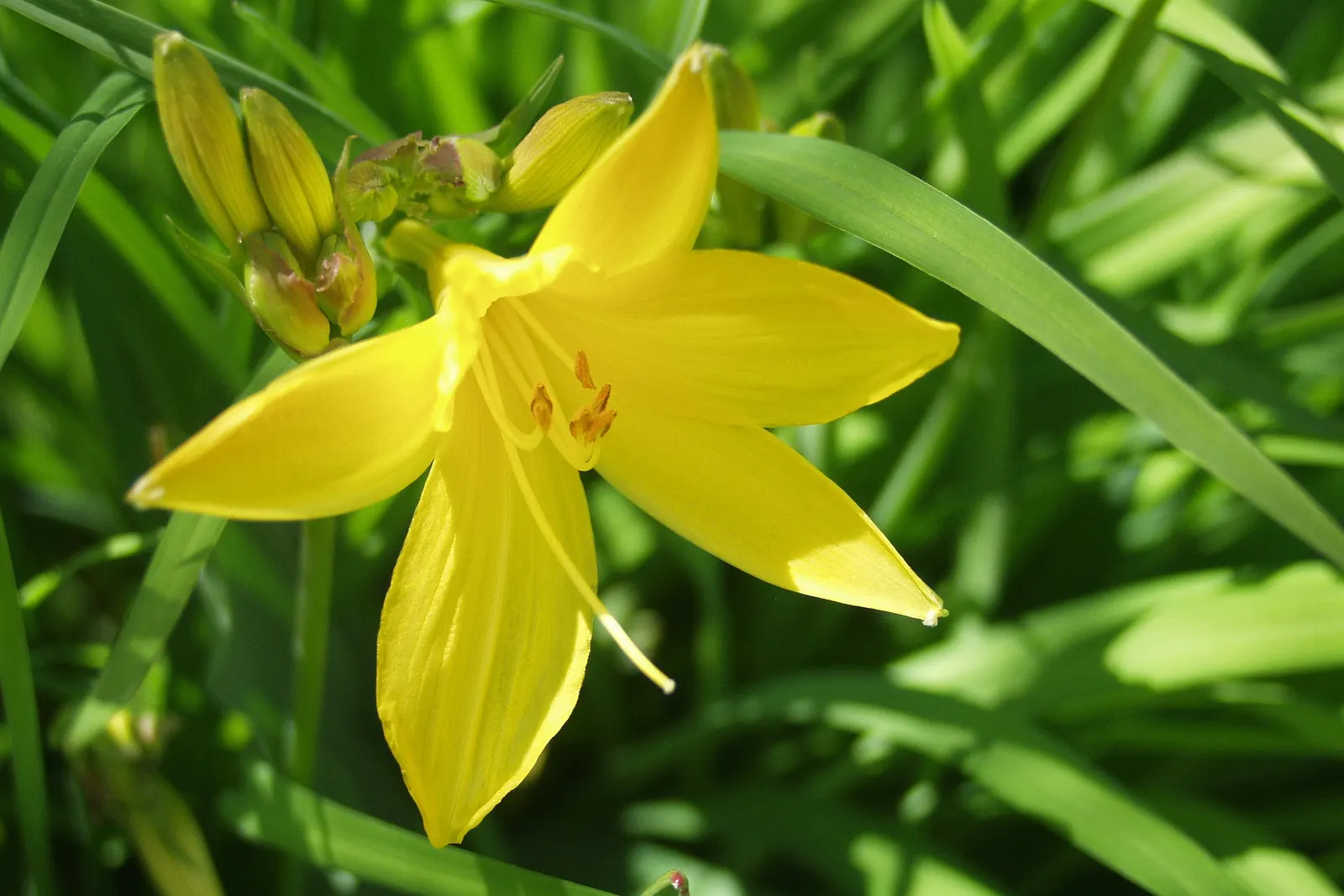 Daylily Hybrids (Hemerocallis Hybrids) — perennial with red blooms