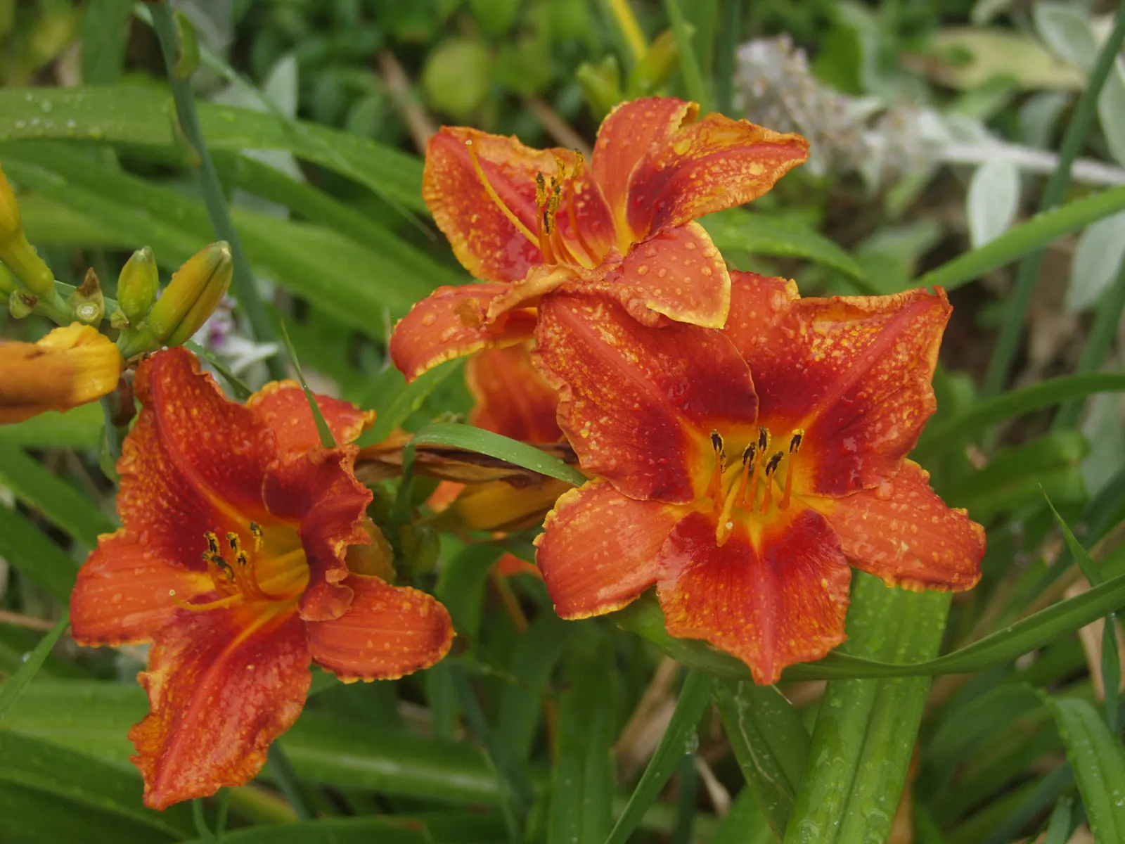Daylily Hybrids (Hemerocallis Hybrids) — With a plethora of colors and forms, they grow 1-4 feet tall and can spread 18-24 inches wide; their robust nature
