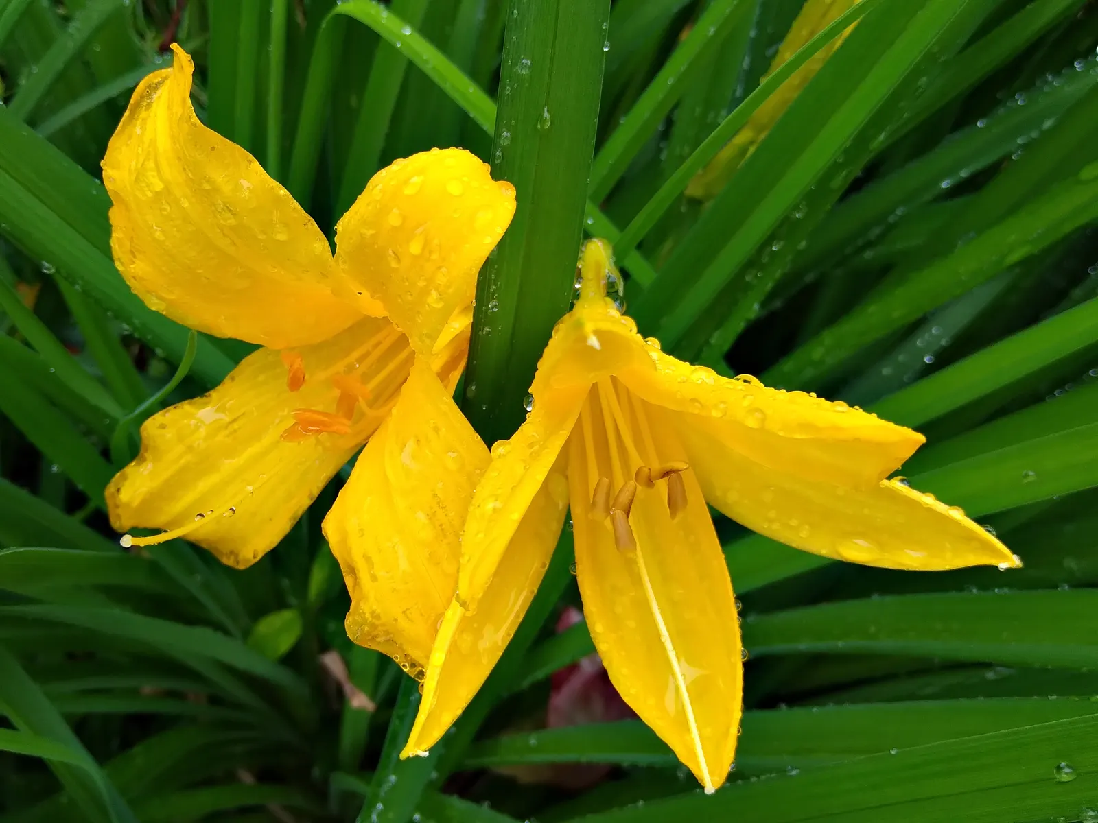 Daylily Hybrids (Hemerocallis Hybrids) — the Daylily is a reliable