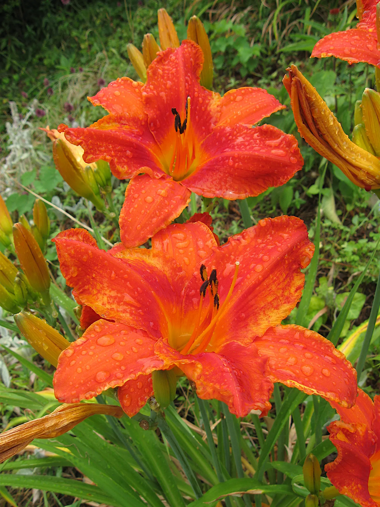 Daylily Hybrids (Hemerocallis Hybrids) — They are drought-tolerant once established, making them suitable for various landscape designs; with a plethora of