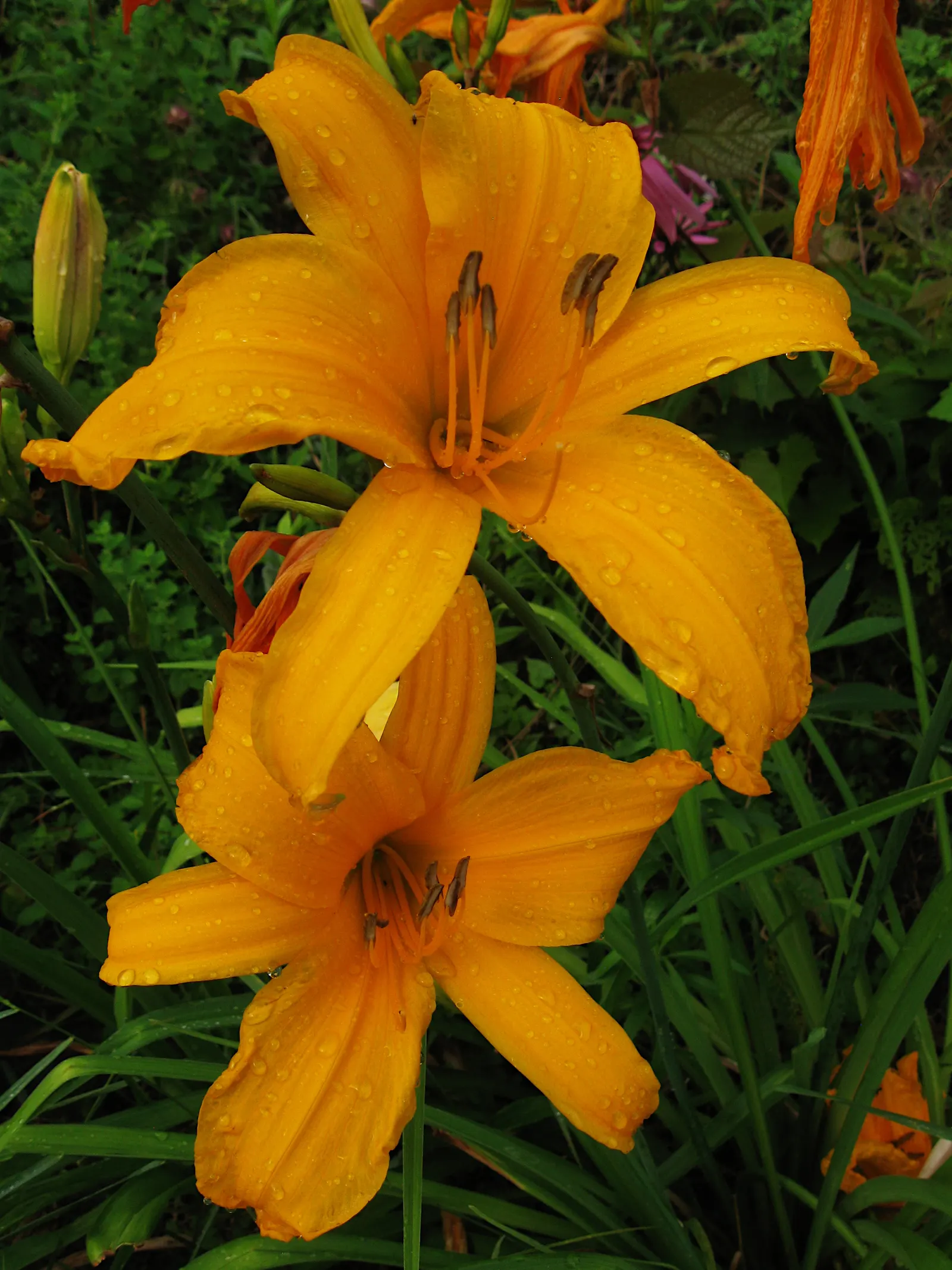 Daylily Hybrids (Hemerocallis Hybrids) — They are drought-tolerant once established, making them suitable for various landscape designs