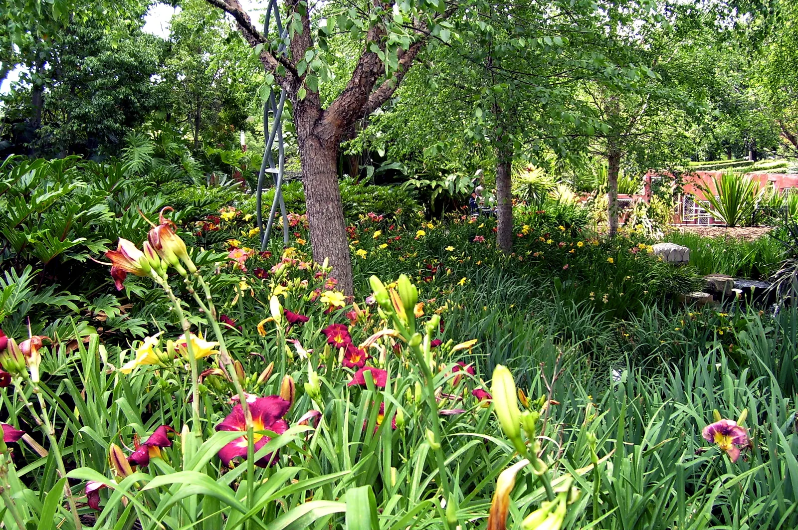 Daylily Hybrids (Hemerocallis Hybrids) — These hybrids can add a spectrum of colors to your landscape; well-drained loam with a slightly acidic to neutral pH