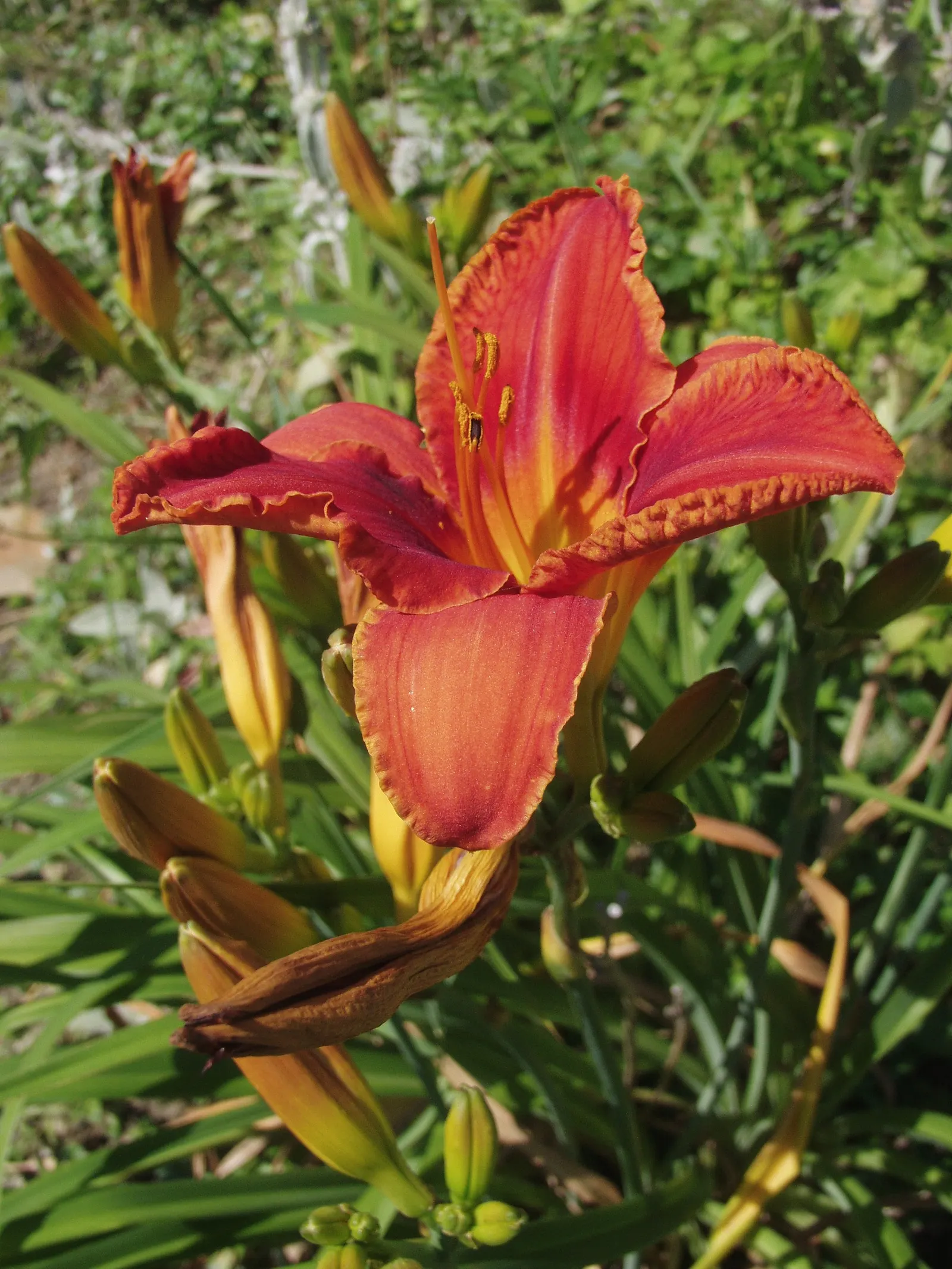 Daylily Hybrids (Hemerocallis Hybrids) — is a vibrant and versatile perennial