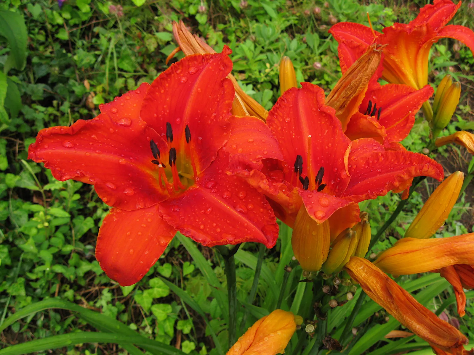 Daylily Hybrids (Hemerocallis Hybrids) — Plant them around 18 to 24 inches apart to ensure room for growth and air circulation