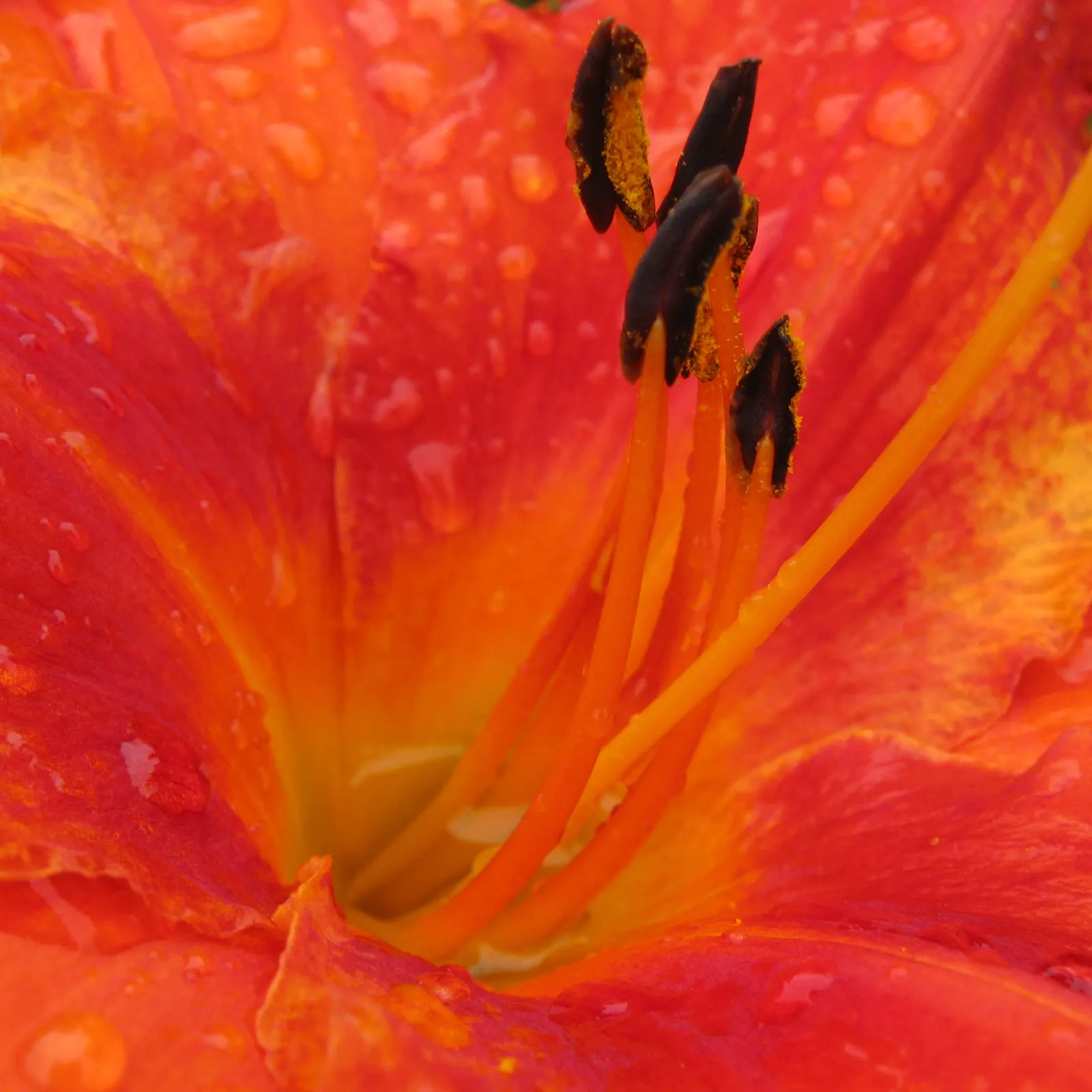 Daylily Hybrids (Hemerocallis Hybrids) — is a vibrant and versatile perennial; the Daylily is a reliable