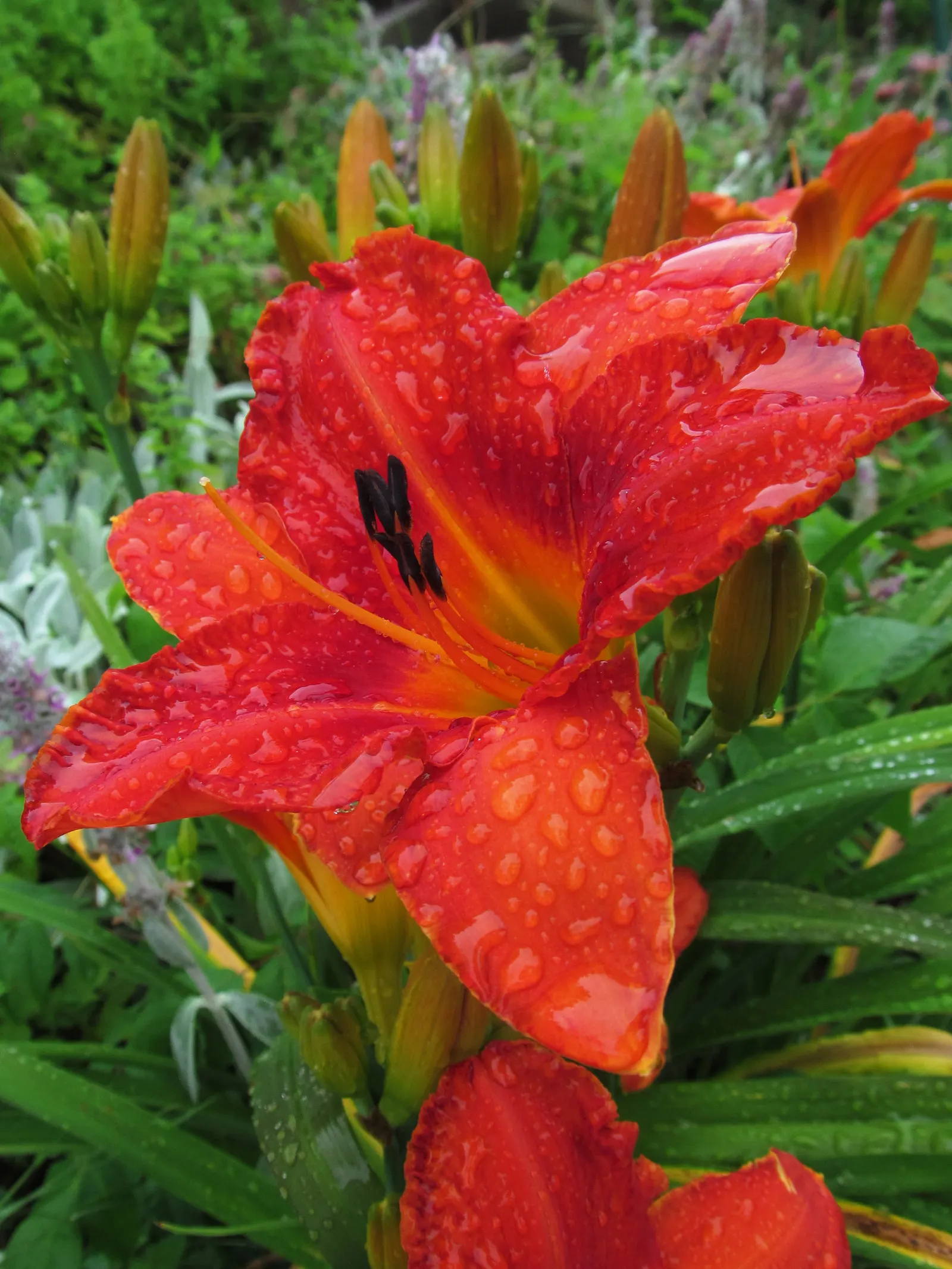 Daylily Hybrids (Hemerocallis Hybrids) — Daylily hybrids, Hemerocallis sp., are perennial favorites for their vibrant blooms and easy care