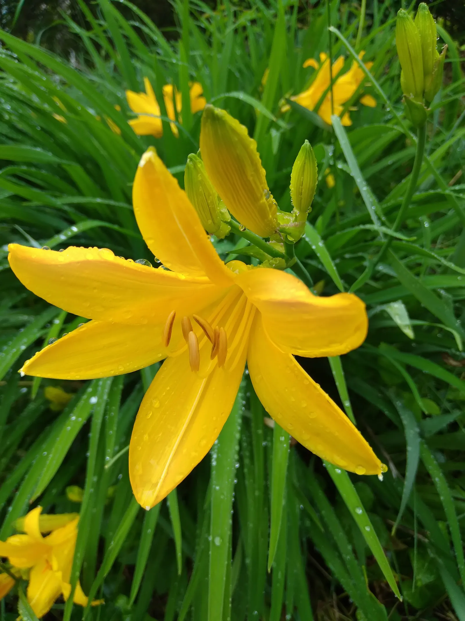Daylily Hybrids (Hemerocallis Hybrids) — well-drained loam with a slightly acidic to neutral pH