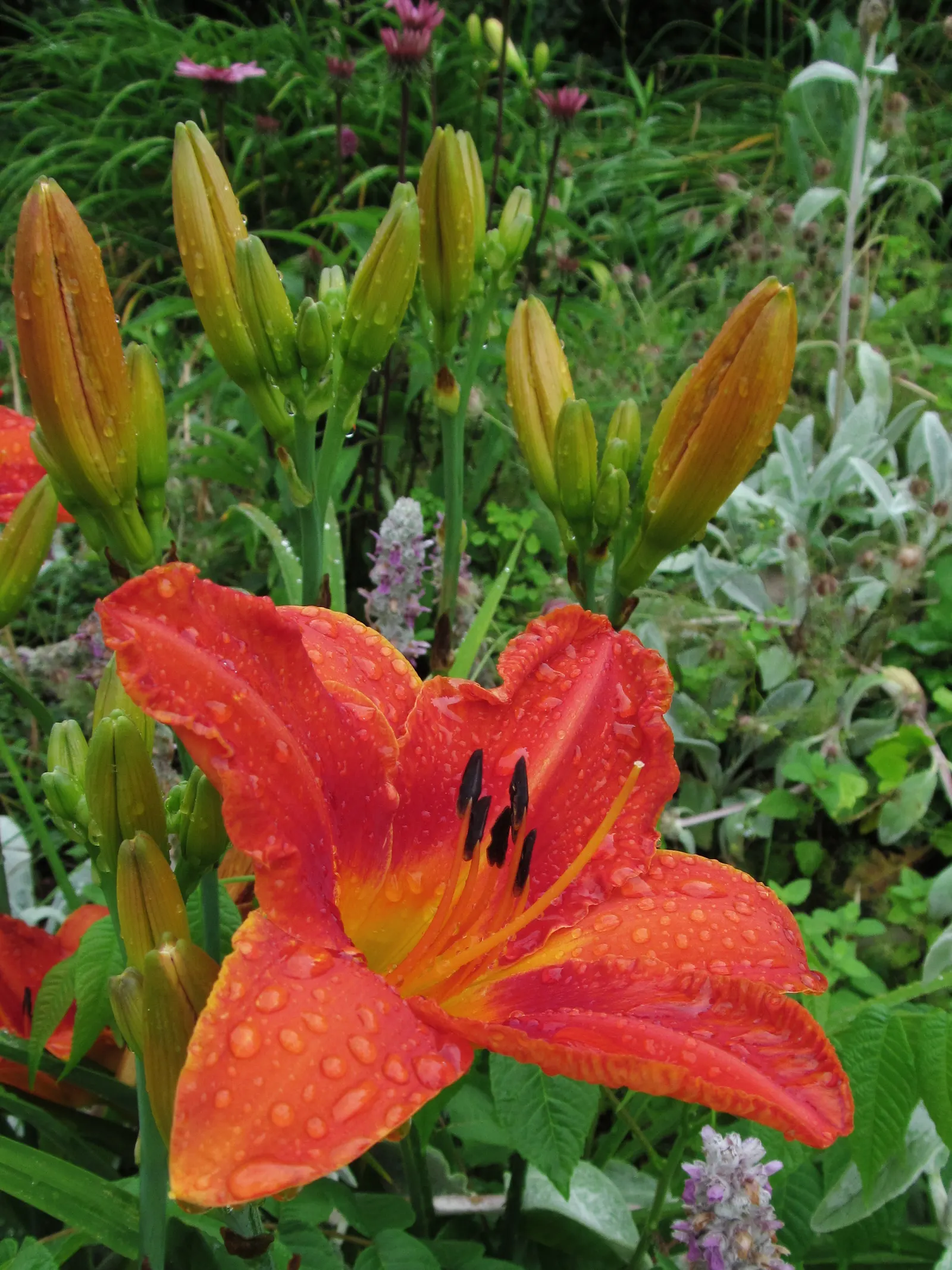 Daylily Hybrids (Hemerocallis Hybrids) — Their robust nature withstands many pests and diseases; botanically referred to as Hemerocallis hybrids