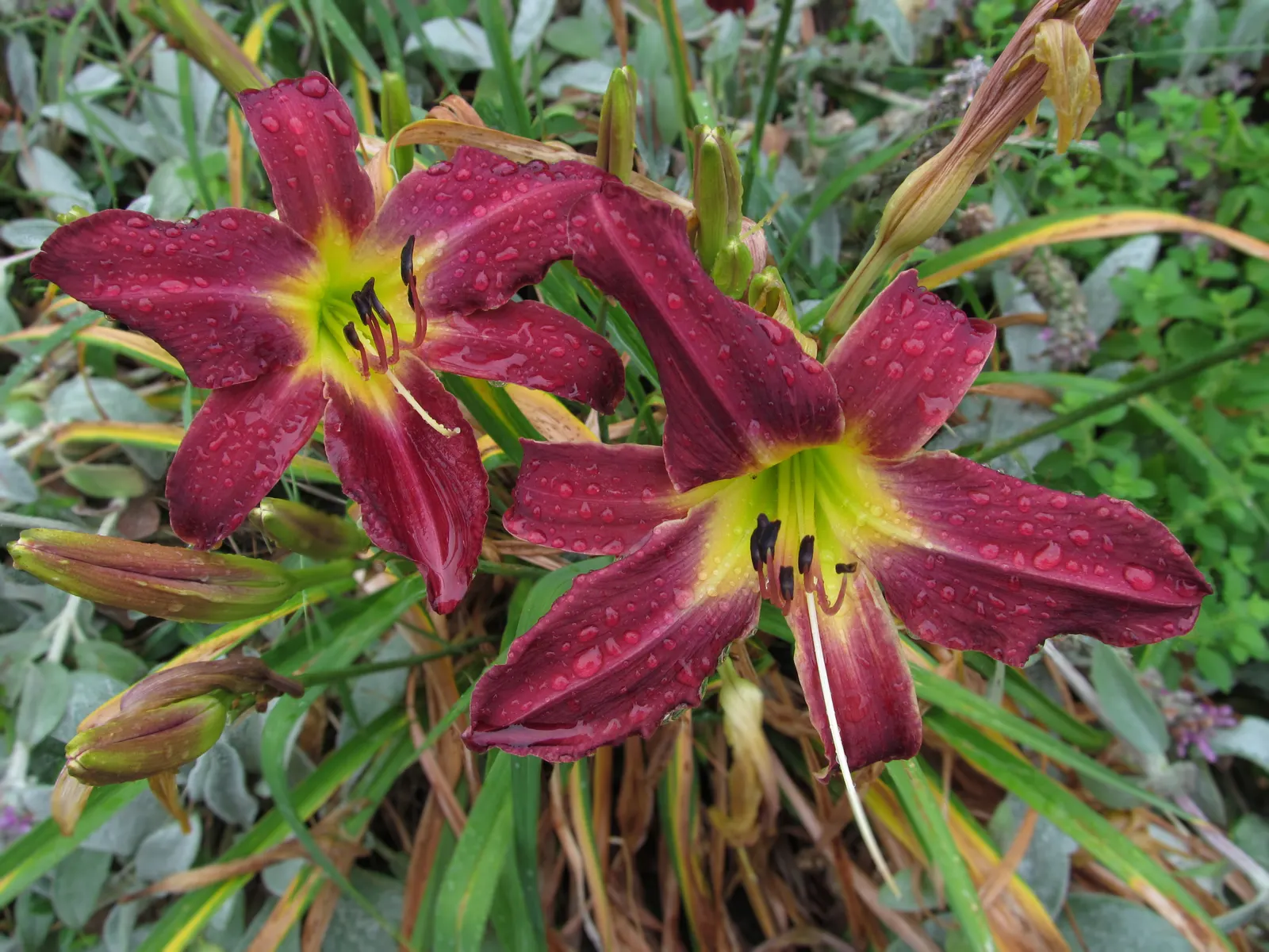 Daylily Hybrids (Hemerocallis Hybrids) — although each flower lasts only one day