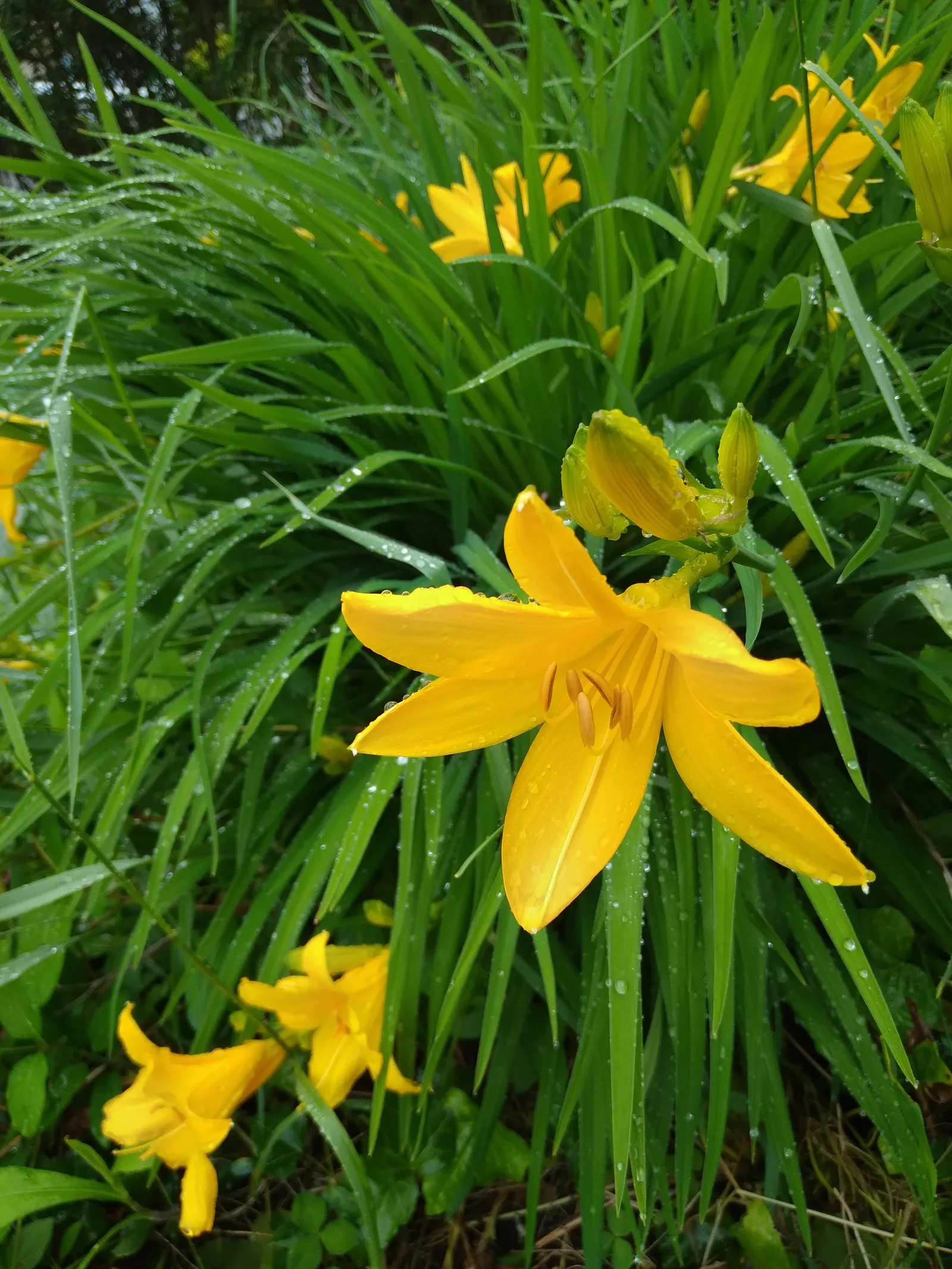 Daylily Hybrids (Hemerocallis Hybrids) — They are hardy in USDA Zones 3 to 9, demonstrating a high level of adaptability to various climates
