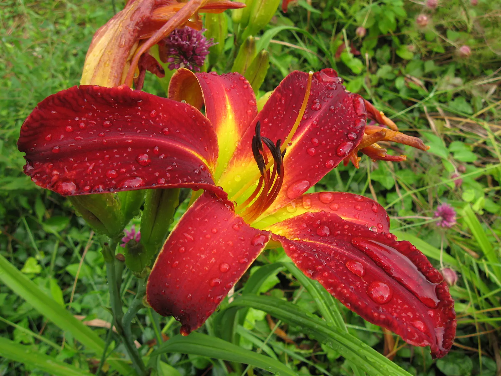 Daylily Hybrids (Hemerocallis Hybrids) — and late-flowering cultivars; they are drought-tolerant once established, making them suitable for various landscape