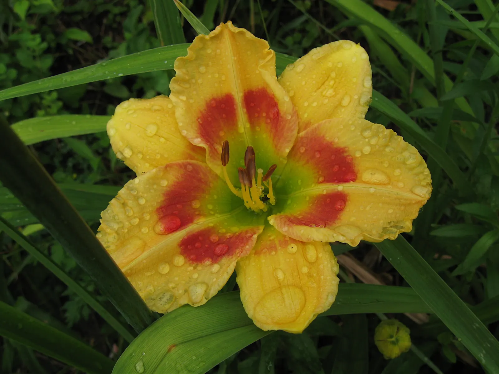 Daylily Hybrids (Hemerocallis Hybrids) — These hybrids can add a spectrum of colors to your landscape