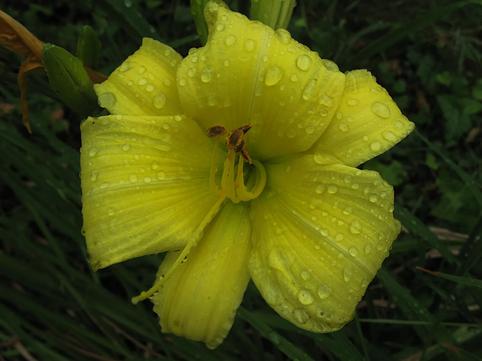 Daylily Hybrids (Hemerocallis Hybrids) — ranging from soft pastels to vivid oranges; making them ideal for border backdrops or focal points in garden