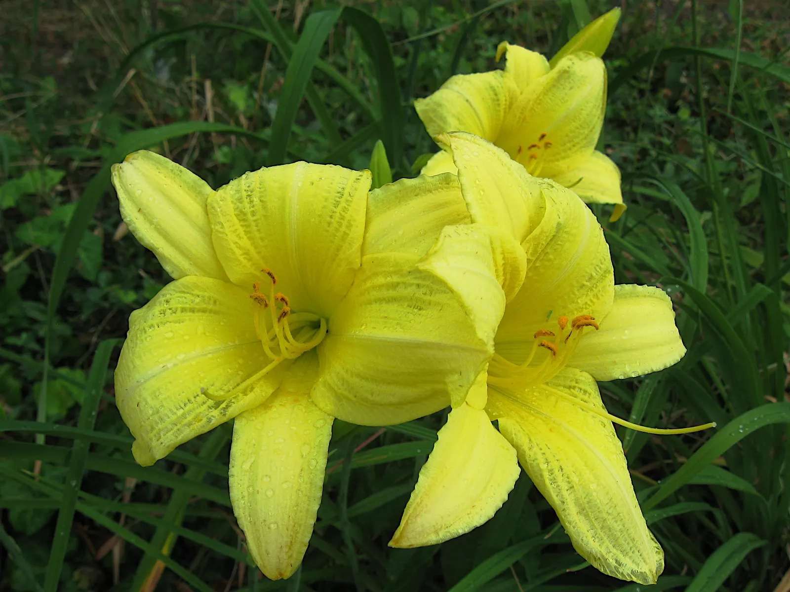 Daylily Hybrids (Hemerocallis Hybrids) — botanically referred to as Hemerocallis hybrids