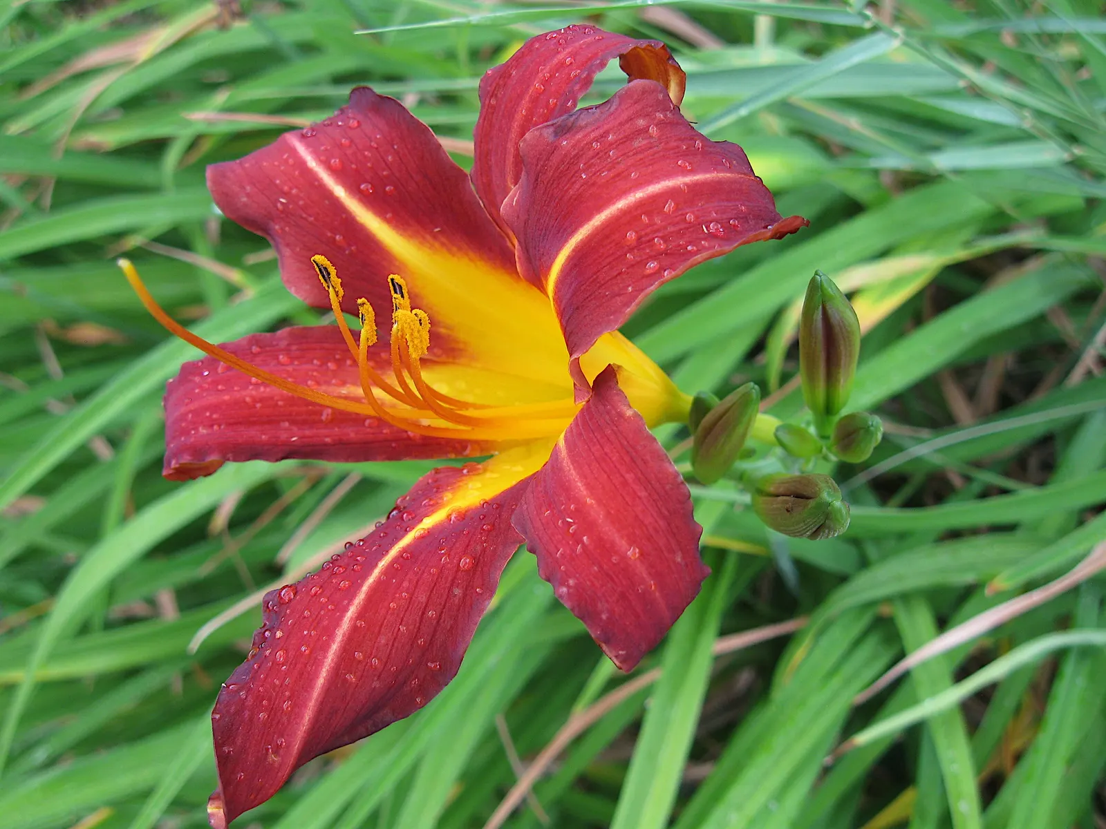 Daylily Hybrids (Hemerocallis Hybrids) — making them ideal for border backdrops or focal points in garden beds.<br><br>For a landscape designer; with countless
