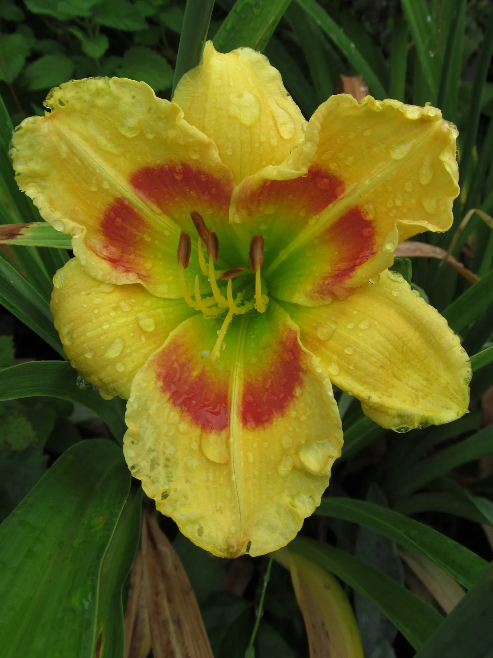 Daylily Hybrids (Hemerocallis Hybrids) — which minimizes the risk of foliar diseases; strap-like leaves provide textural contrast