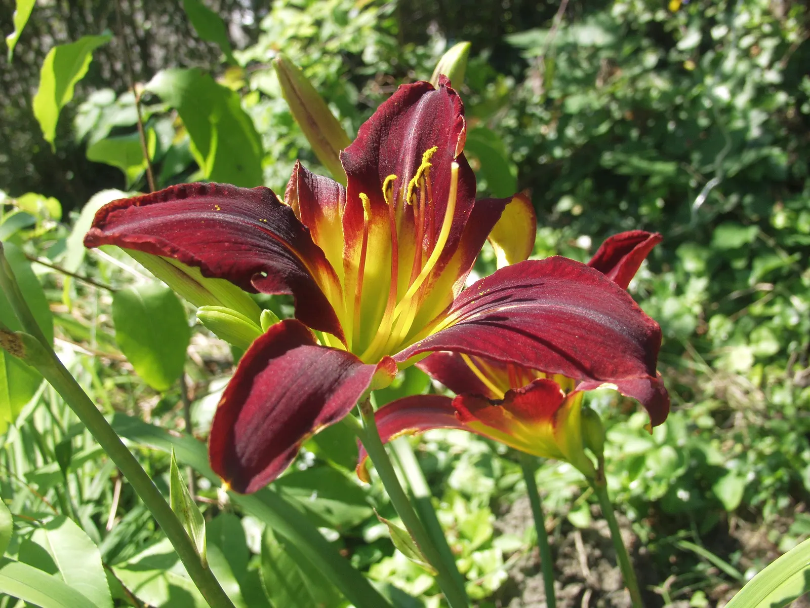 Daylily Hybrids (Hemerocallis Hybrids) — Ideal for borders and mass plantings; ensures ongoing color thanks to an abundant succession of flowers