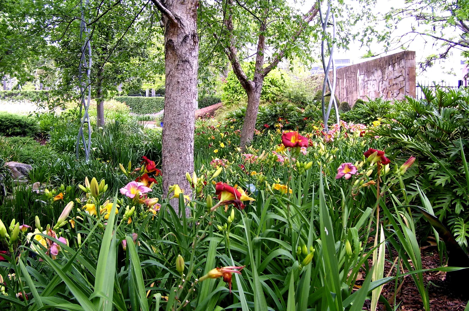 Daylily Hybrids (Hemerocallis Hybrids) — though they prefer moderately fertile, image 44