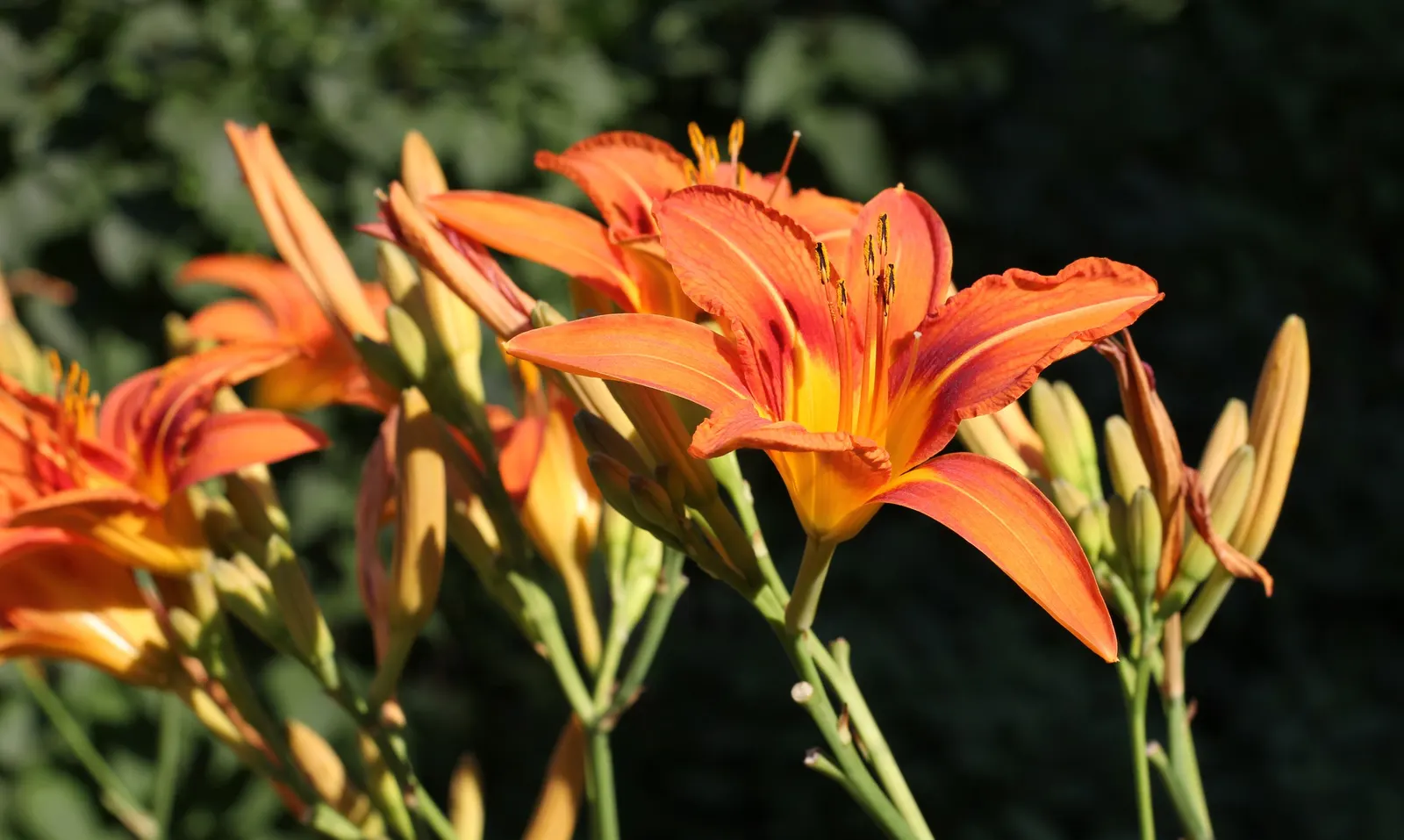 Daylily Hybrids (Hemerocallis Hybrids) — though they prefer moderately fertile
