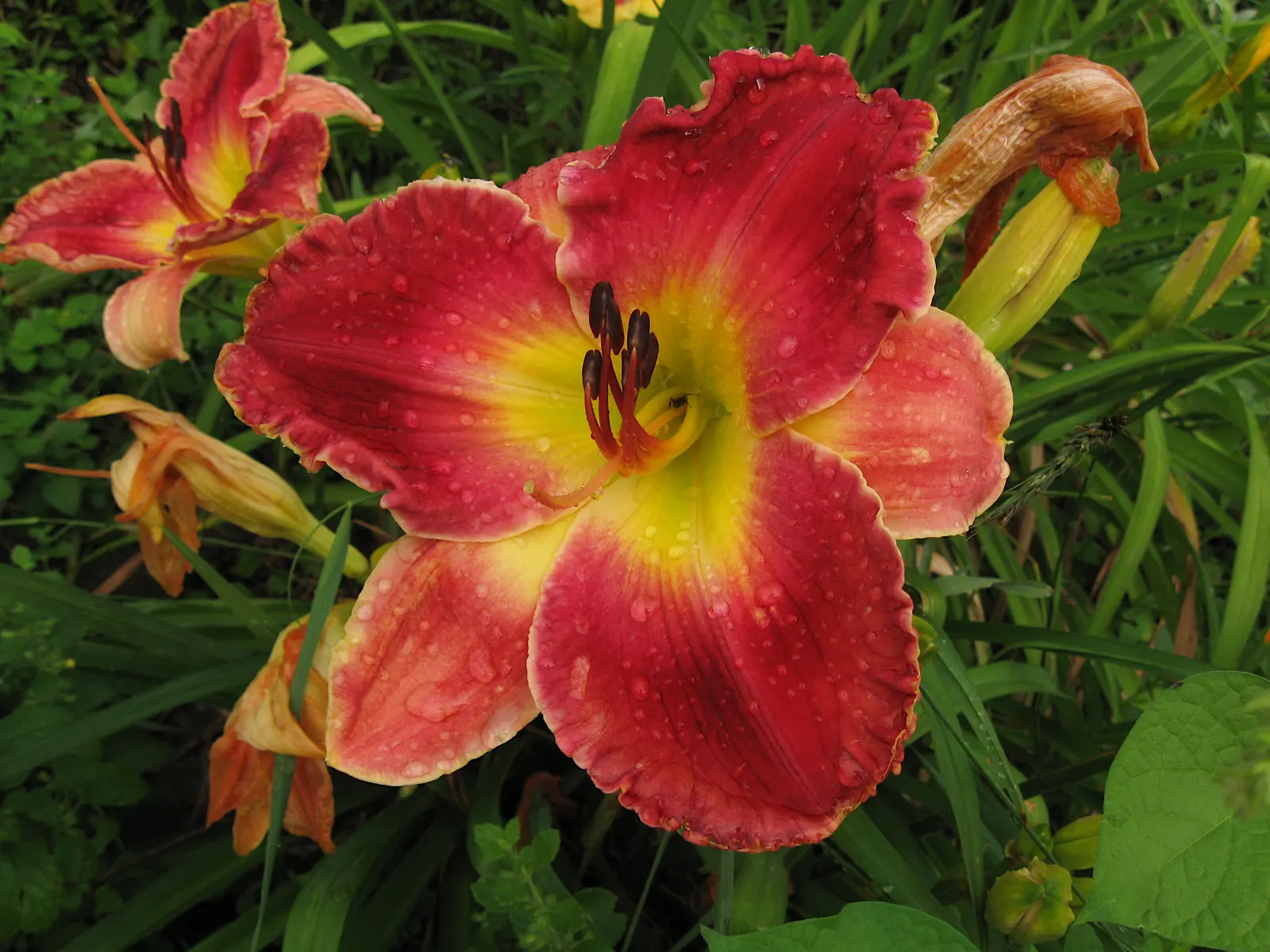 Daylily Hybrids (Hemerocallis Hybrids) — <br><br>Daylilies typically flourish in full sun to partial shade and adapt to a wide range of soil conditions