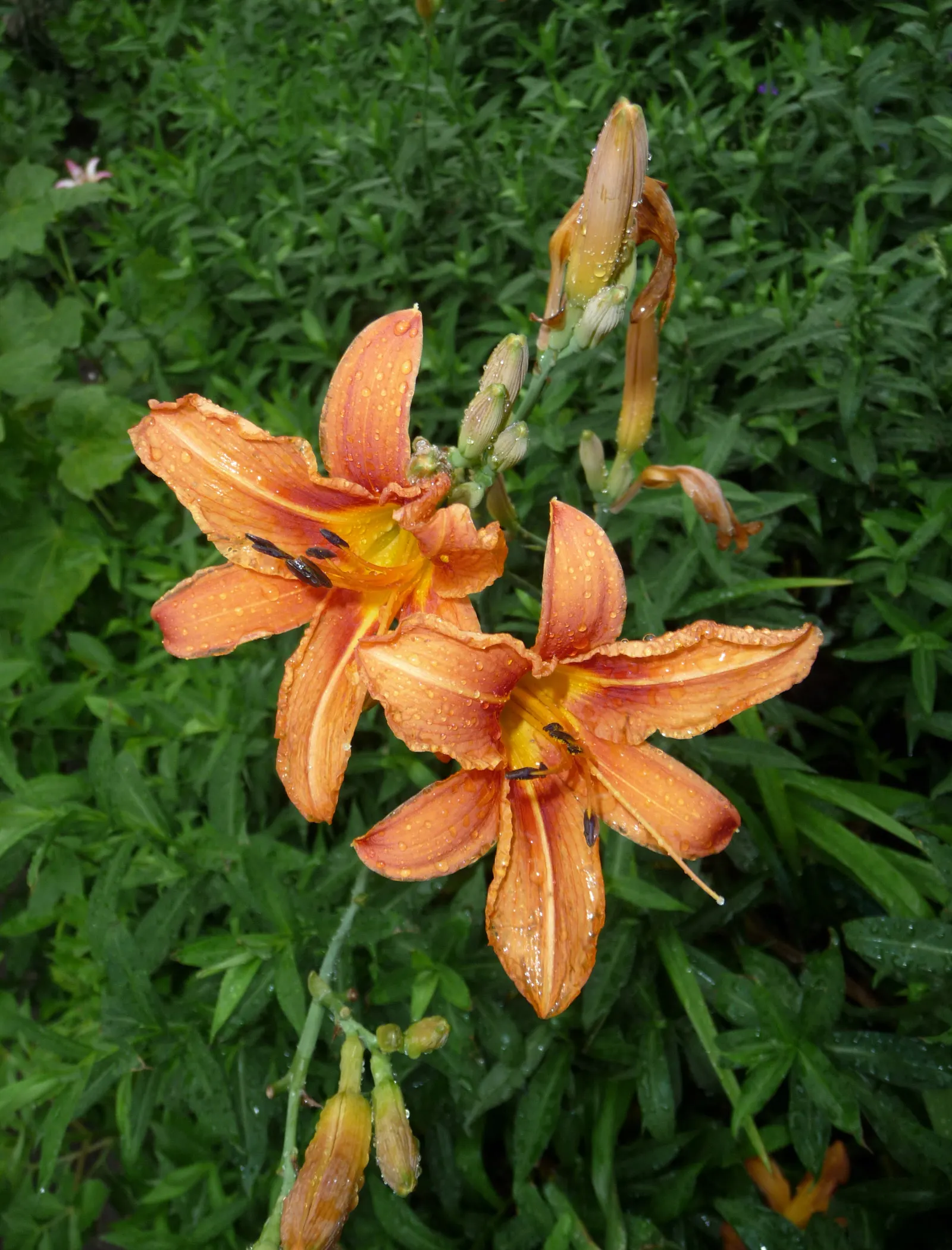 Daylily Hybrids (Hemerocallis Hybrids) — making them ideal for border backdrops or focal points in garden beds.<br><br>For a landscape designer