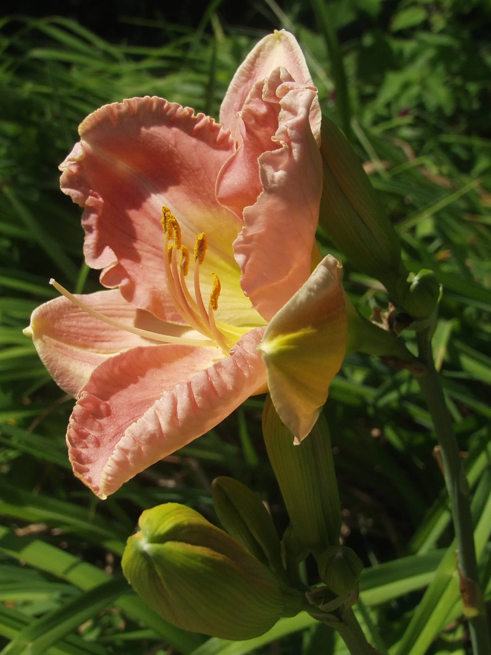 Daylily Hybrids (Hemerocallis Hybrids) — repeat bloomer that can provide continuous bloom with proper selection of early; red flowers in the garden