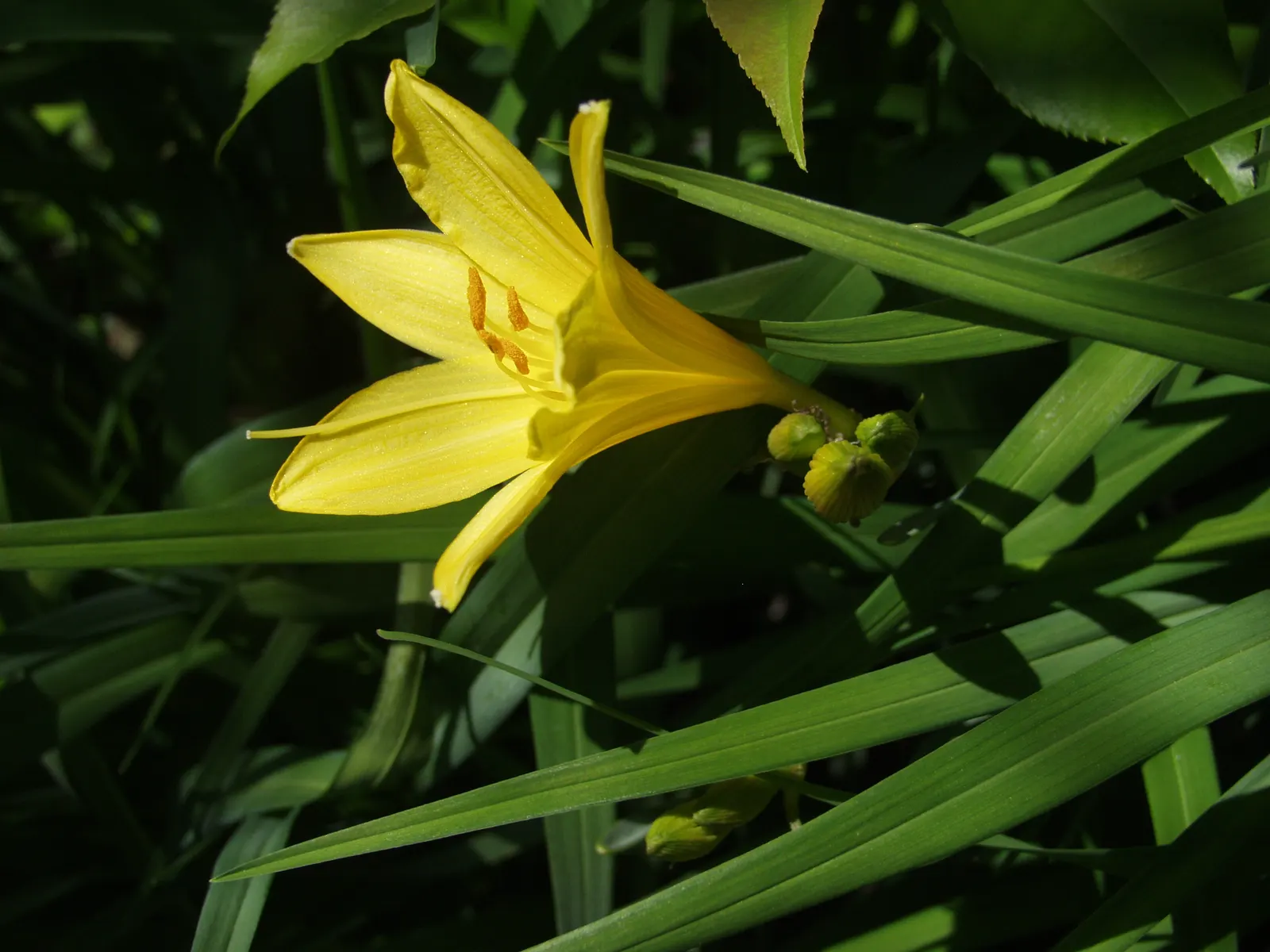 Daylily Hybrids (Hemerocallis Hybrids) — well-drained loam with a slightly acidic to neutral pH; while the flowers rise on scapes that can be anywhere from 1