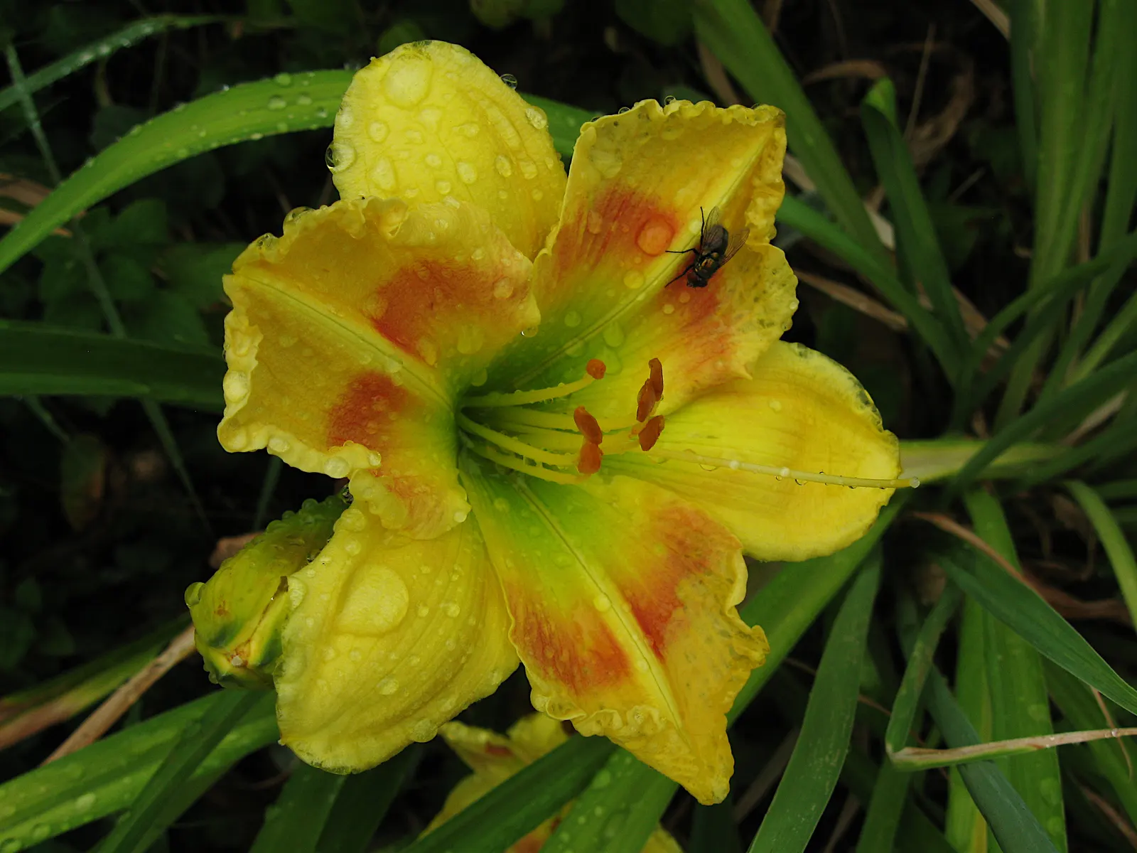 Daylily Hybrids (Hemerocallis Hybrids) — red flowers in the garden