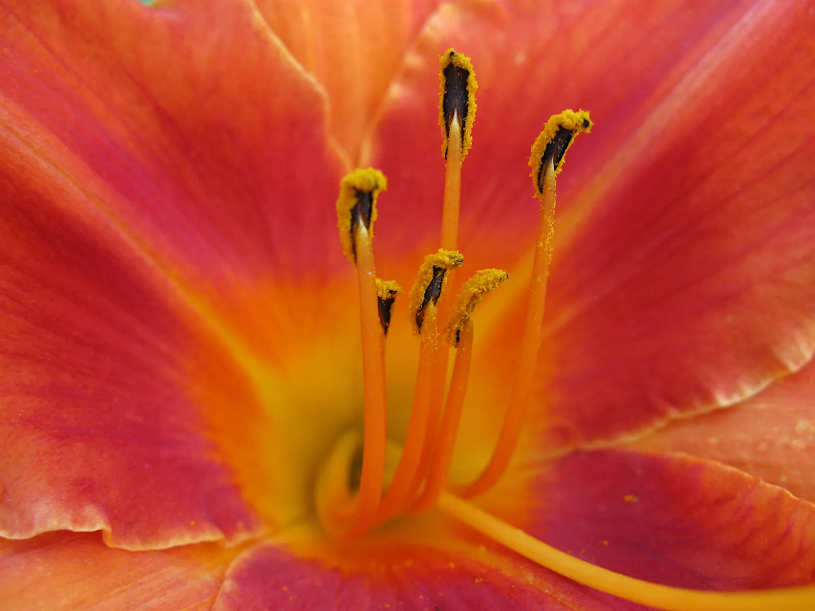 Daylily Hybrids (Hemerocallis Hybrids) — <br><br>Daylilies typically flourish in full sun to partial shade and adapt to a wide range of soil conditions; is a
