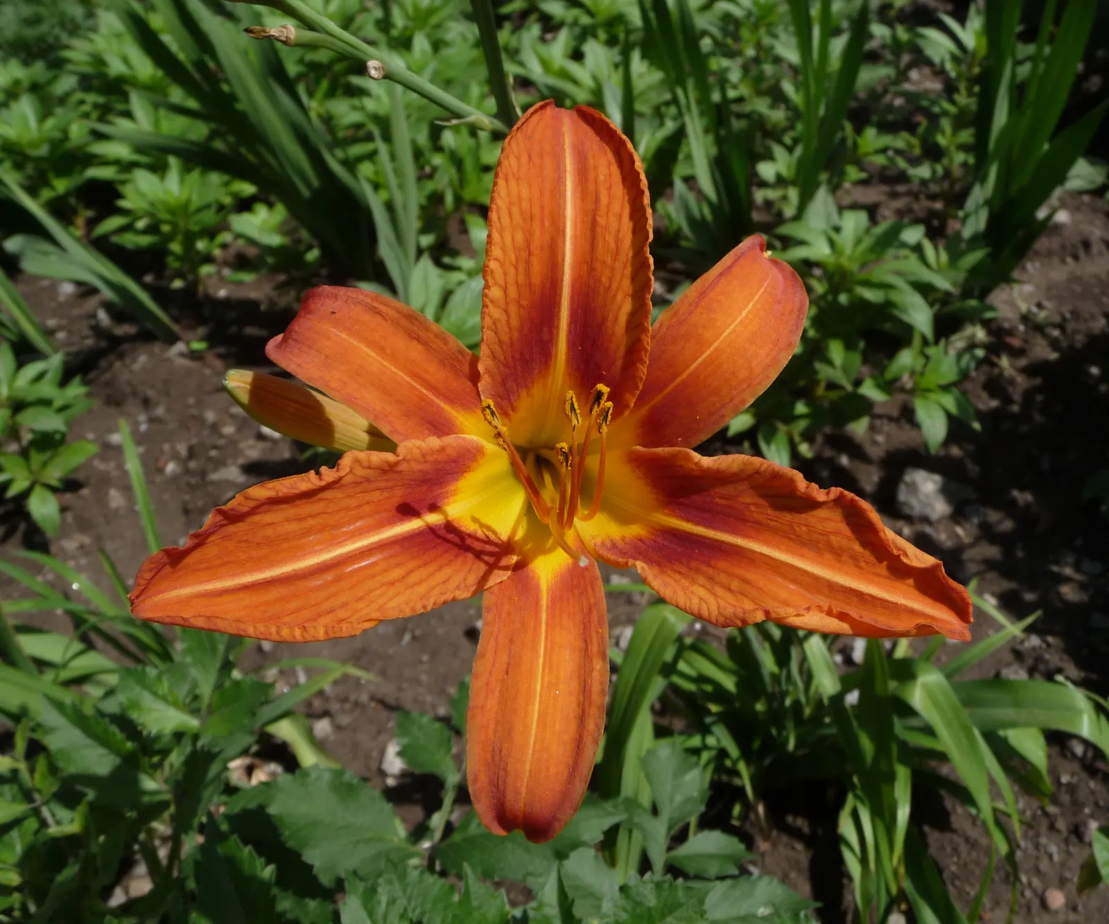 Daylily Hybrids (Hemerocallis Hybrids) — ranging from soft pastels to vivid oranges
