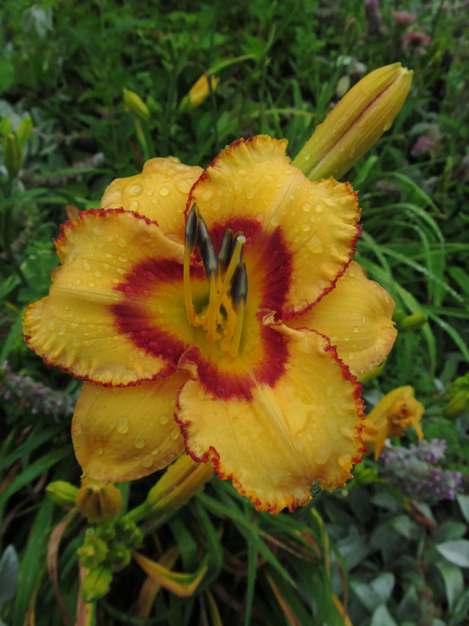 Daylily Hybrids (Hemerocallis Hybrids) — while the flowers rise on scapes that can be anywhere from 1 to 6 feet tall; ideal for borders and mass plantings