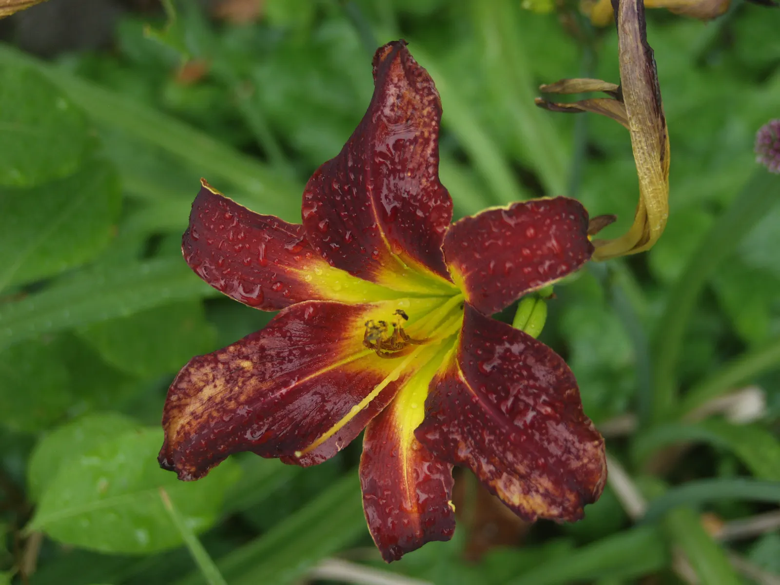 Daylily Hybrids (Hemerocallis Hybrids) — while the flowers rise on scapes that can be anywhere from 1 to 6 feet tall