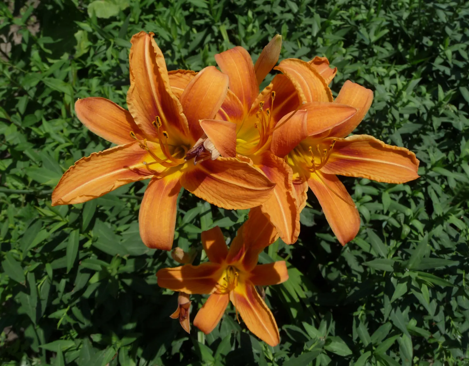 Daylily Hybrids (Hemerocallis Hybrids) — Their robust nature withstands many pests and diseases