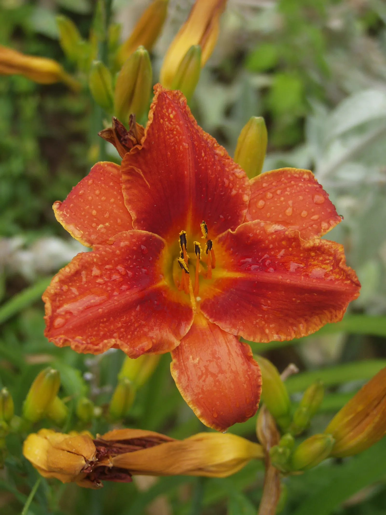 Daylily Hybrids (Hemerocallis Hybrids) — Blooms last a day but are quickly replaced